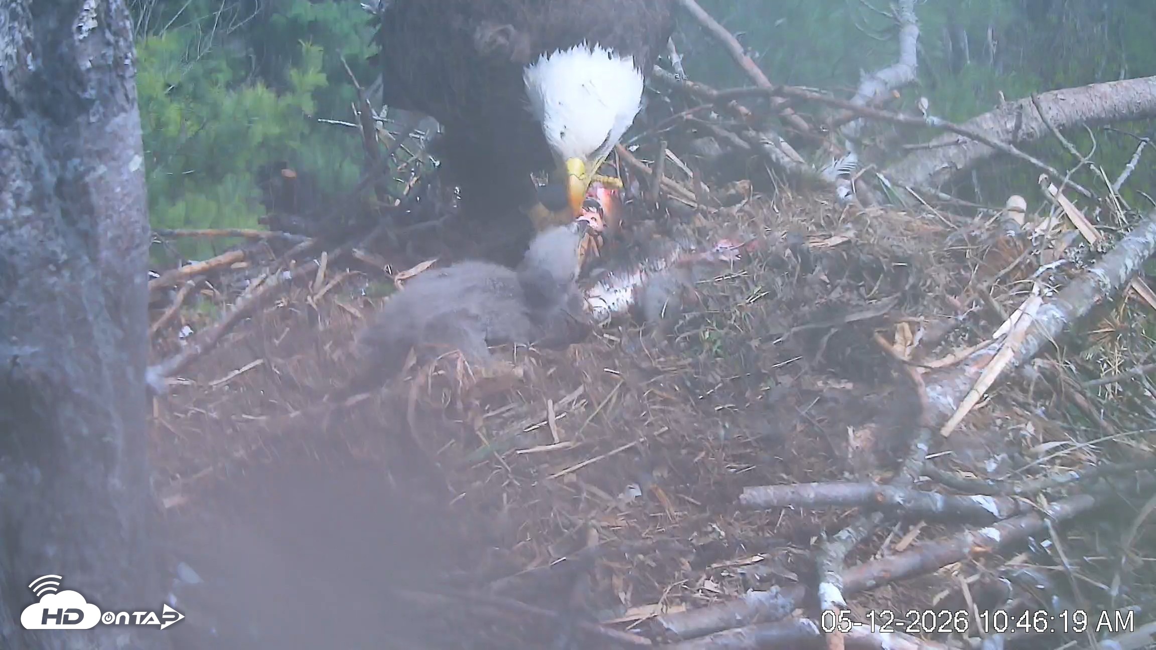 Snapshot of VINS Bald Eagles Nest Live Cams taken May 12, 2026, 10:47am EDT