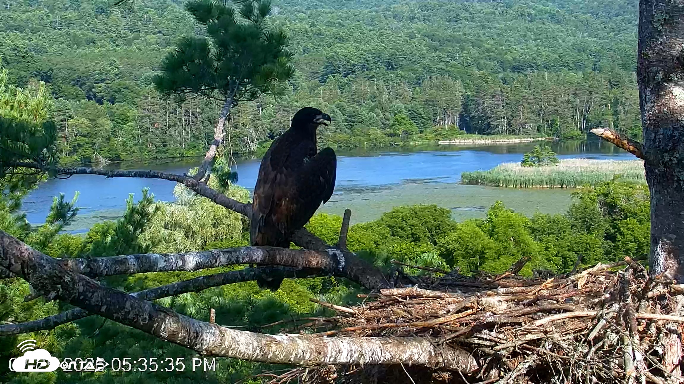 Snapshot of VINS Bald Eagles Nest Live Cams taken Jul 25, 2026, 5:36pm EDT