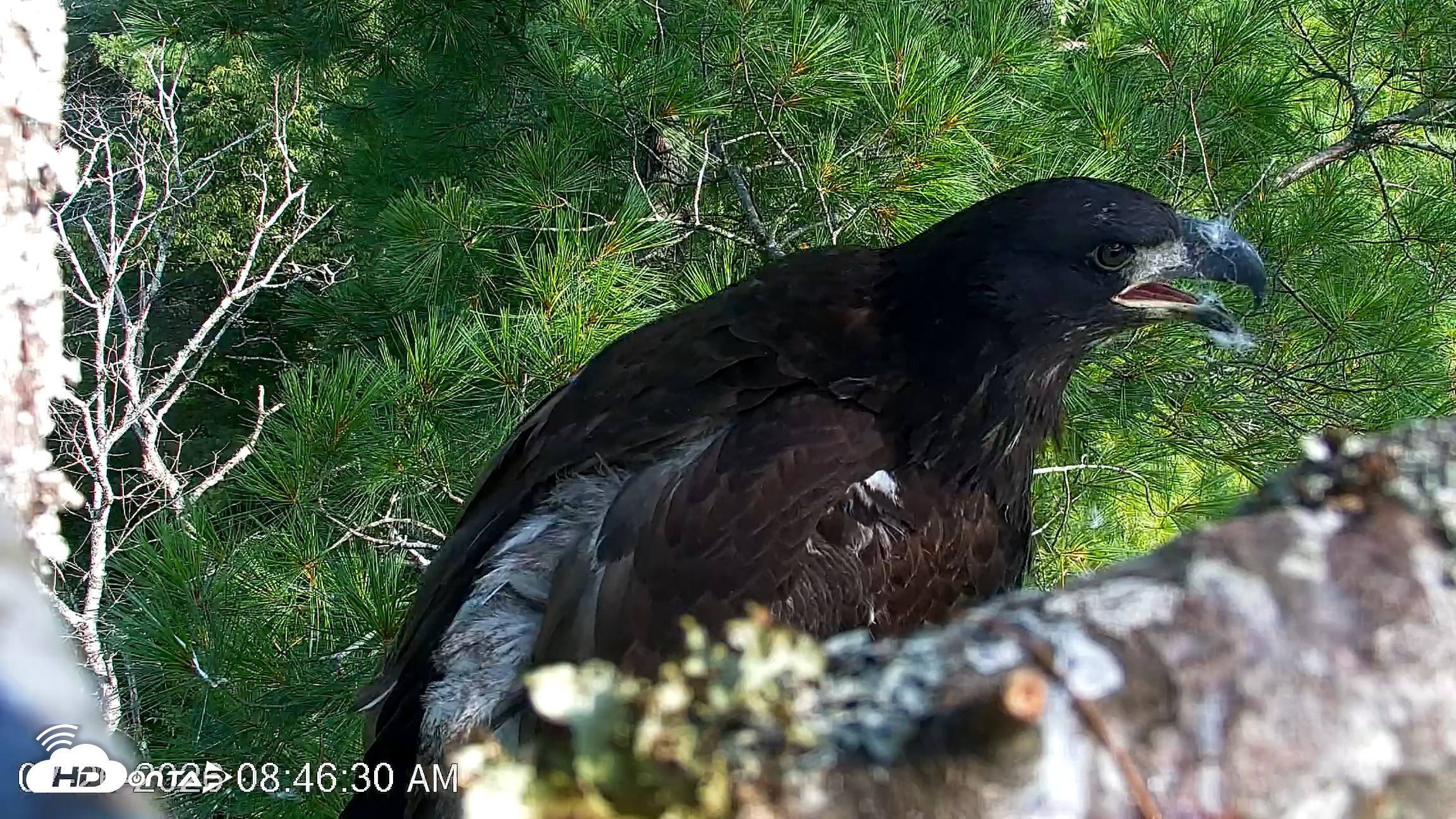 Snapshot of VINS Bald Eagles Nest Live Cams taken Jul 26, 2026, 8:47am EDT