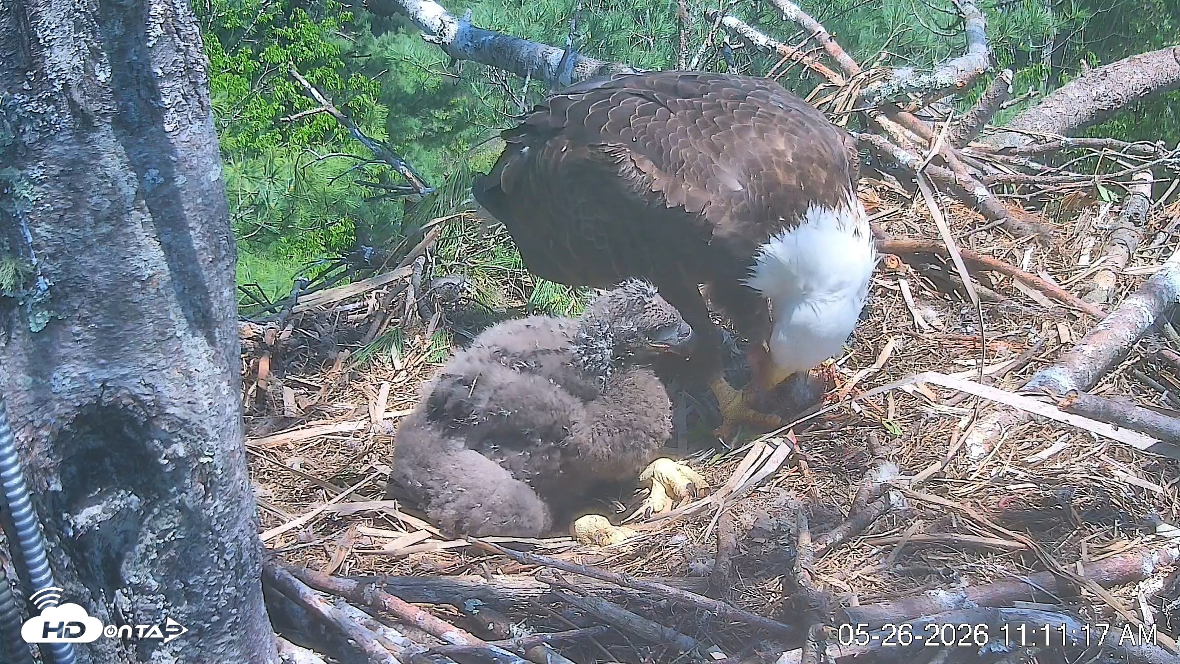 Snapshot of VINS Bald Eagles Nest Live Cams taken May 26, 2026, 11:12am EDT