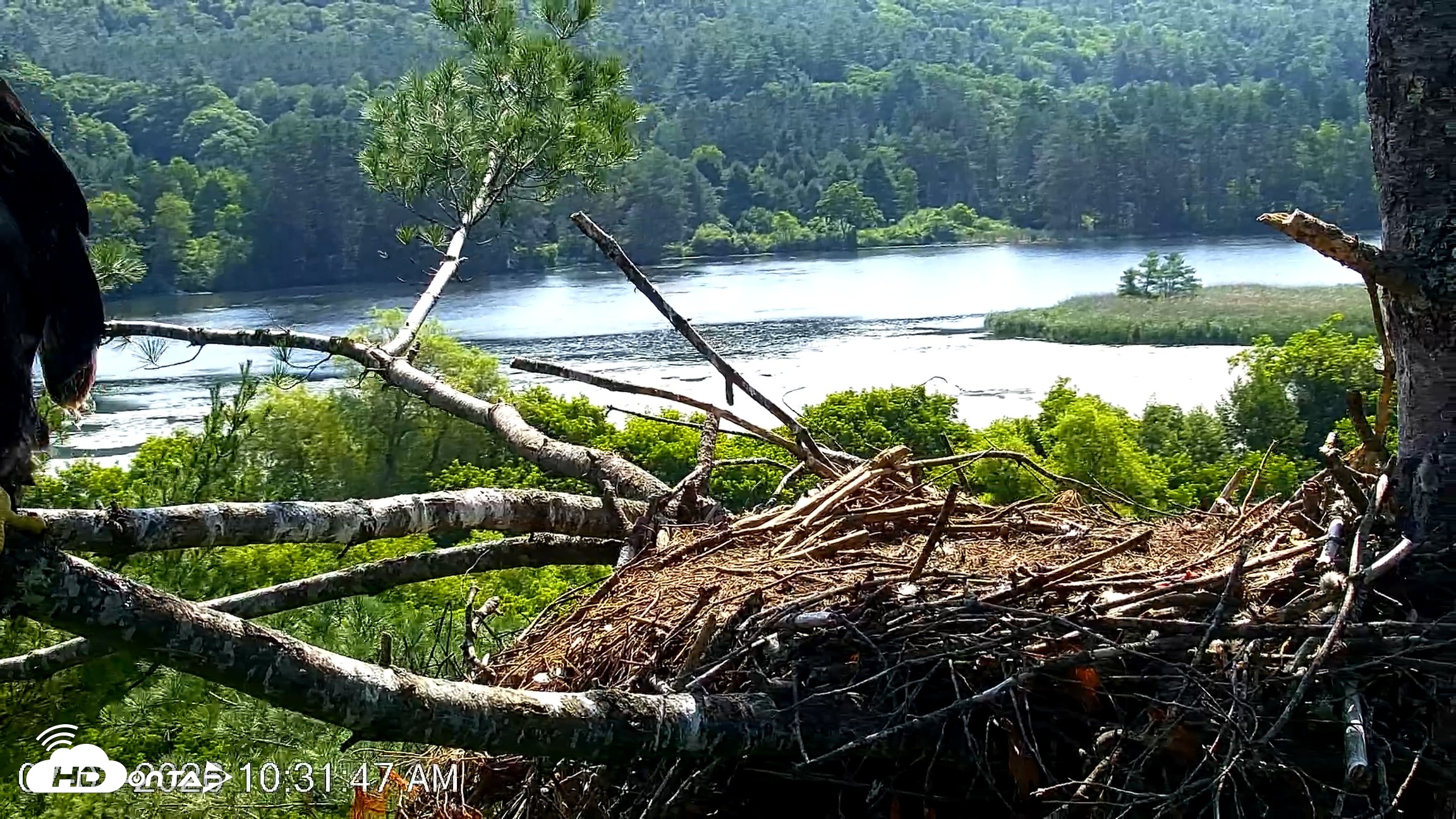 Snapshot of VINS Bald Eagles Nest Live Cams taken Jul 3, 2026, 10:33am EDT