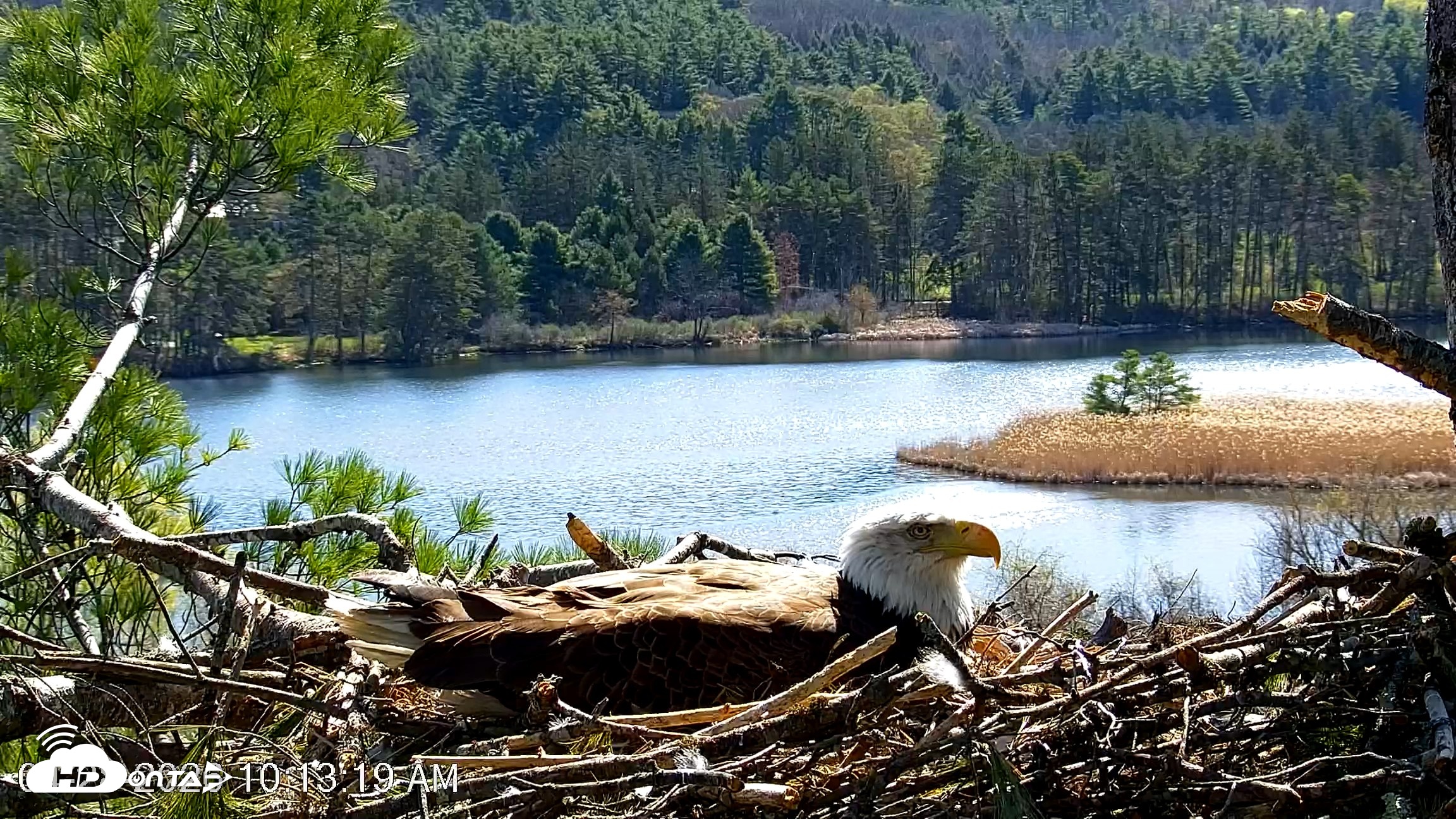 Snapshot of VINS Bald Eagles Nest Live Cams taken Apr 28, 2026, 10:14am EDT
