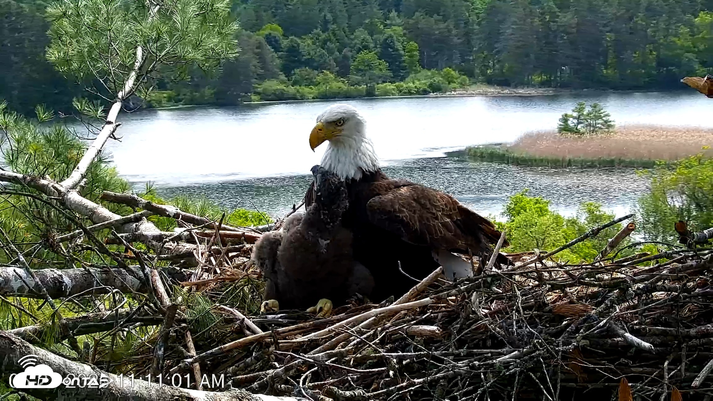 Snapshot of VINS Bald Eagles Nest Live Cams taken May 27, 2026, 11:11am EDT
