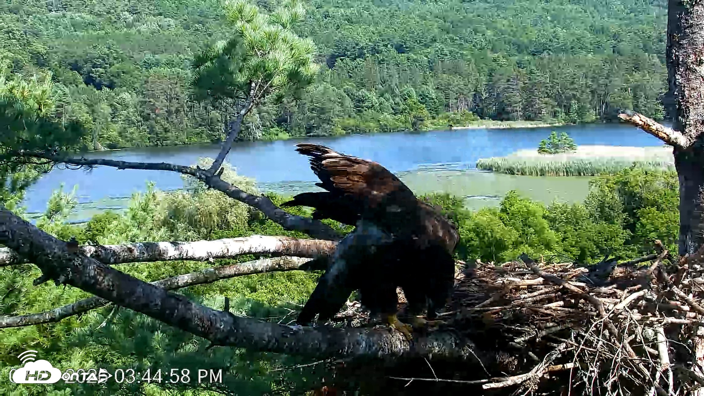 Snapshot of VINS Bald Eagles Nest Live Cams taken Jul 23, 2026, 3:45pm EDT