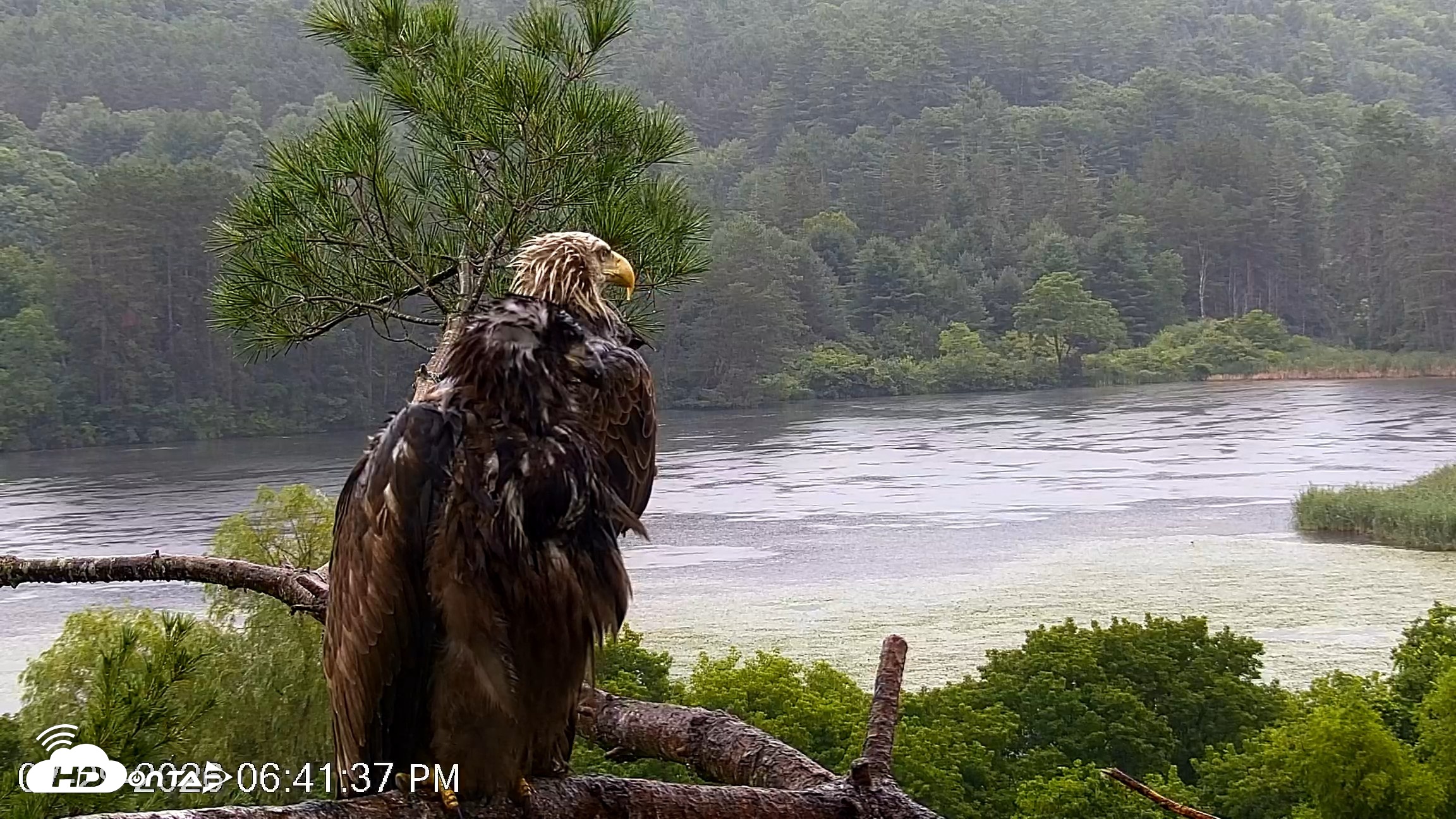 Snapshot of VINS Bald Eagles Nest Live Cams taken Jul 29, 2026, 6:42pm EDT