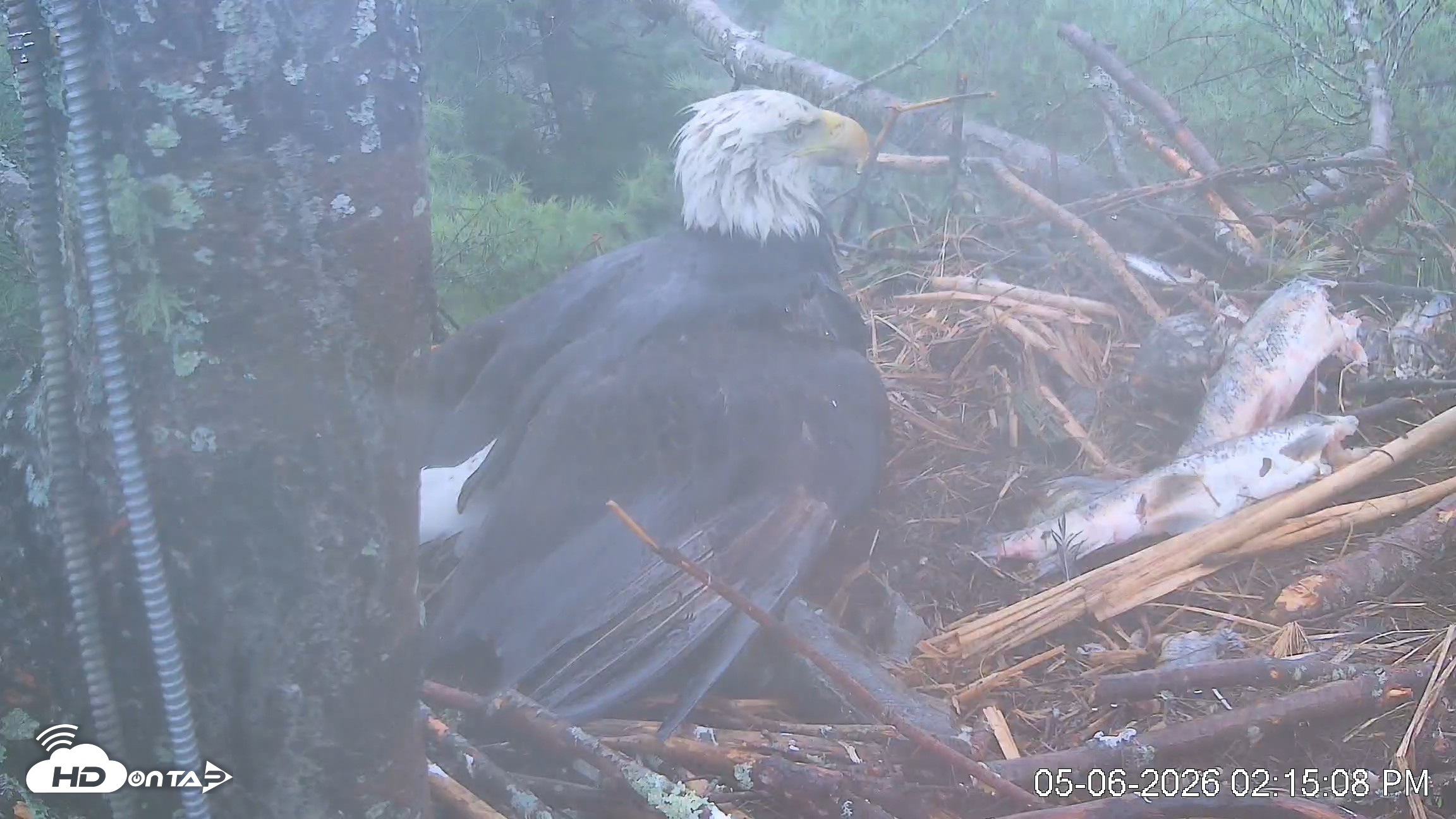 Snapshot of VINS Bald Eagles Nest Live Cams taken May 6, 2026, 2:15pm EDT