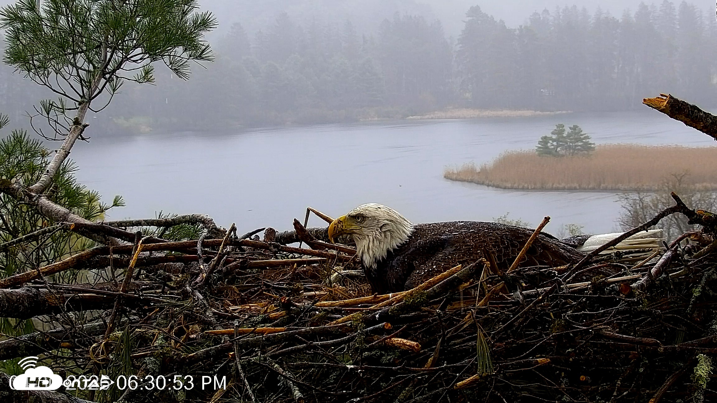 Snapshot of VINS Bald Eagles Nest Live Cams taken Apr 30, 2026, 6:32pm EDT