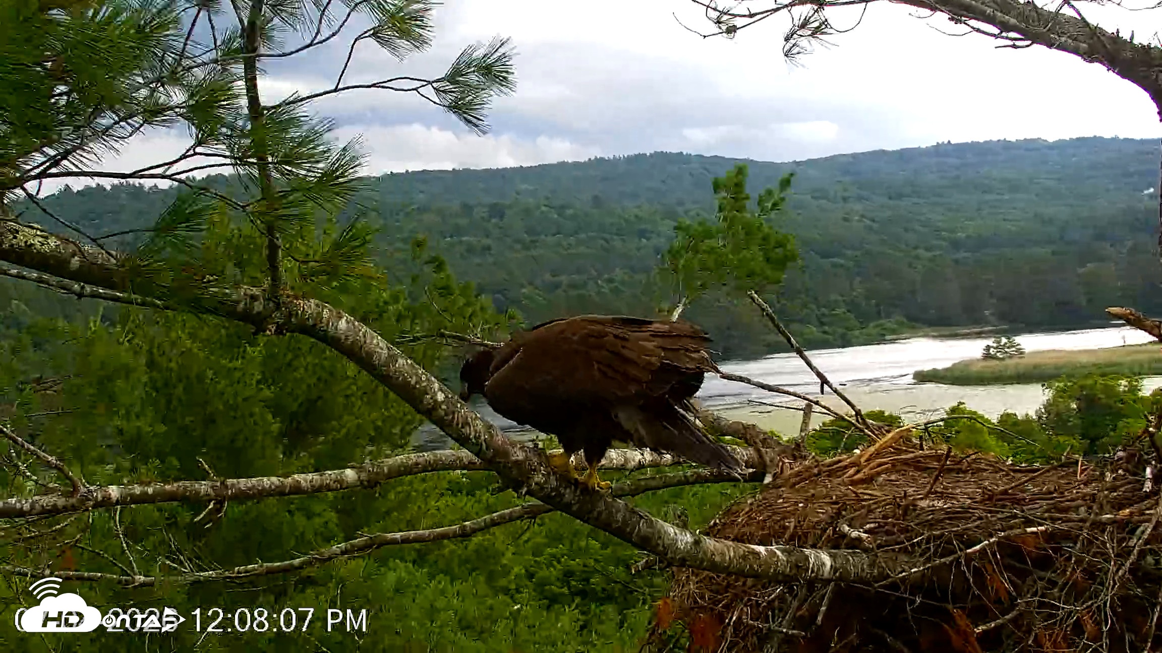 Snapshot of VINS Bald Eagles Nest Live Cams taken Jul 4, 2026, 12:08pm EDT