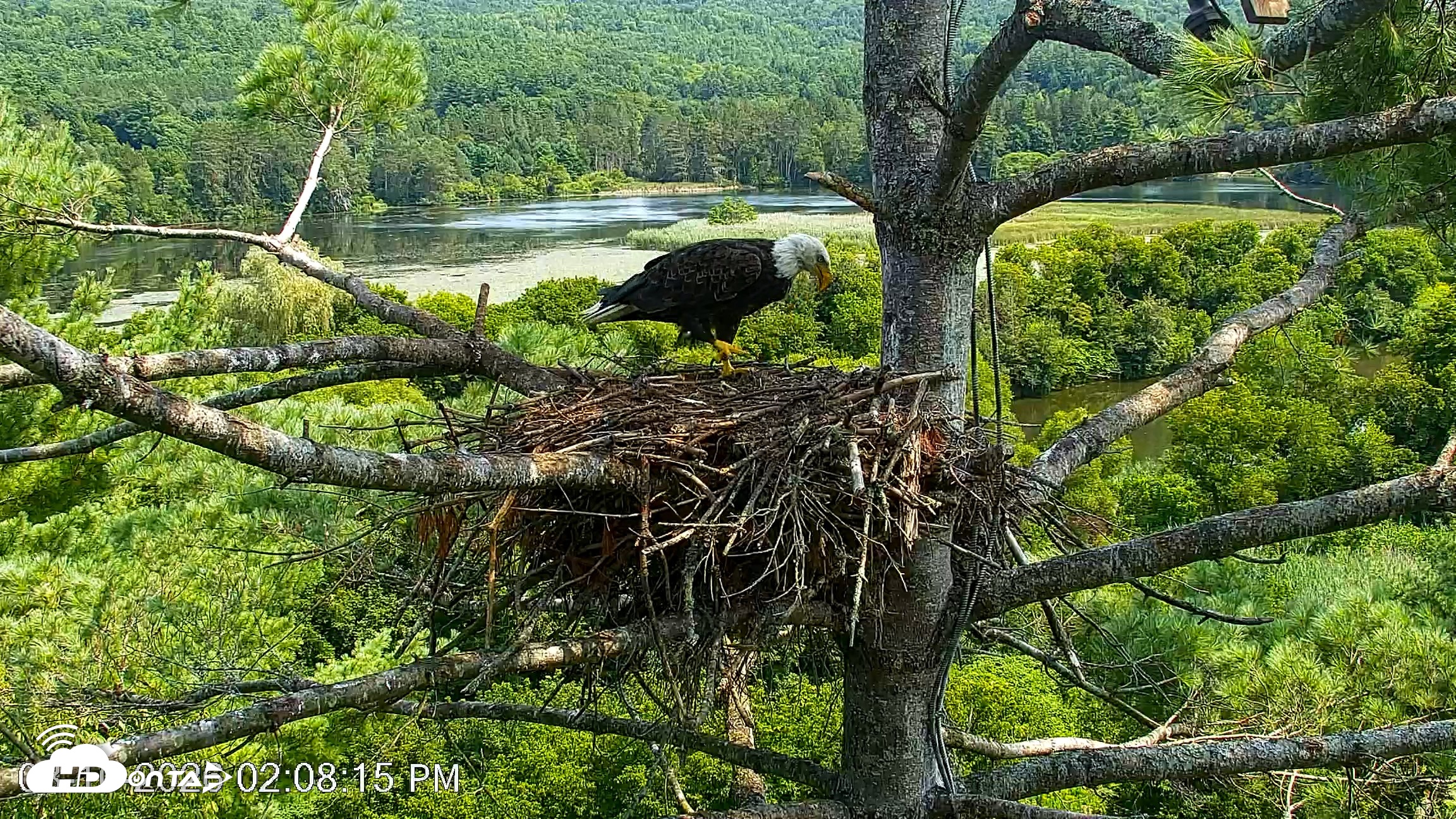 Snapshot of VINS Bald Eagles Nest Live Cams taken Aug 10, 2026, 2:09pm EDT