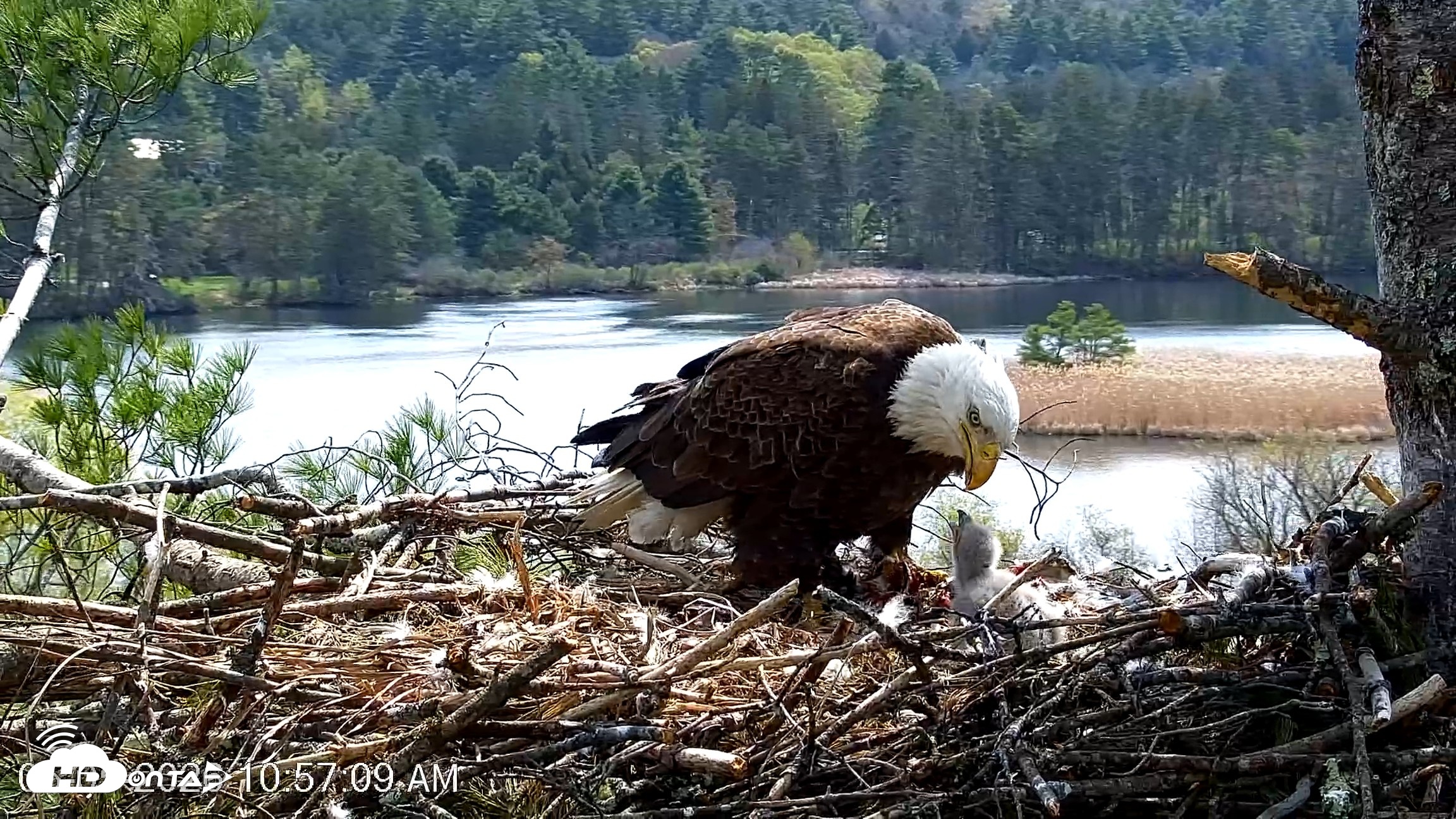 Snapshot of VINS Bald Eagles Nest Live Cams taken May 5, 2026, 10:57am EDT