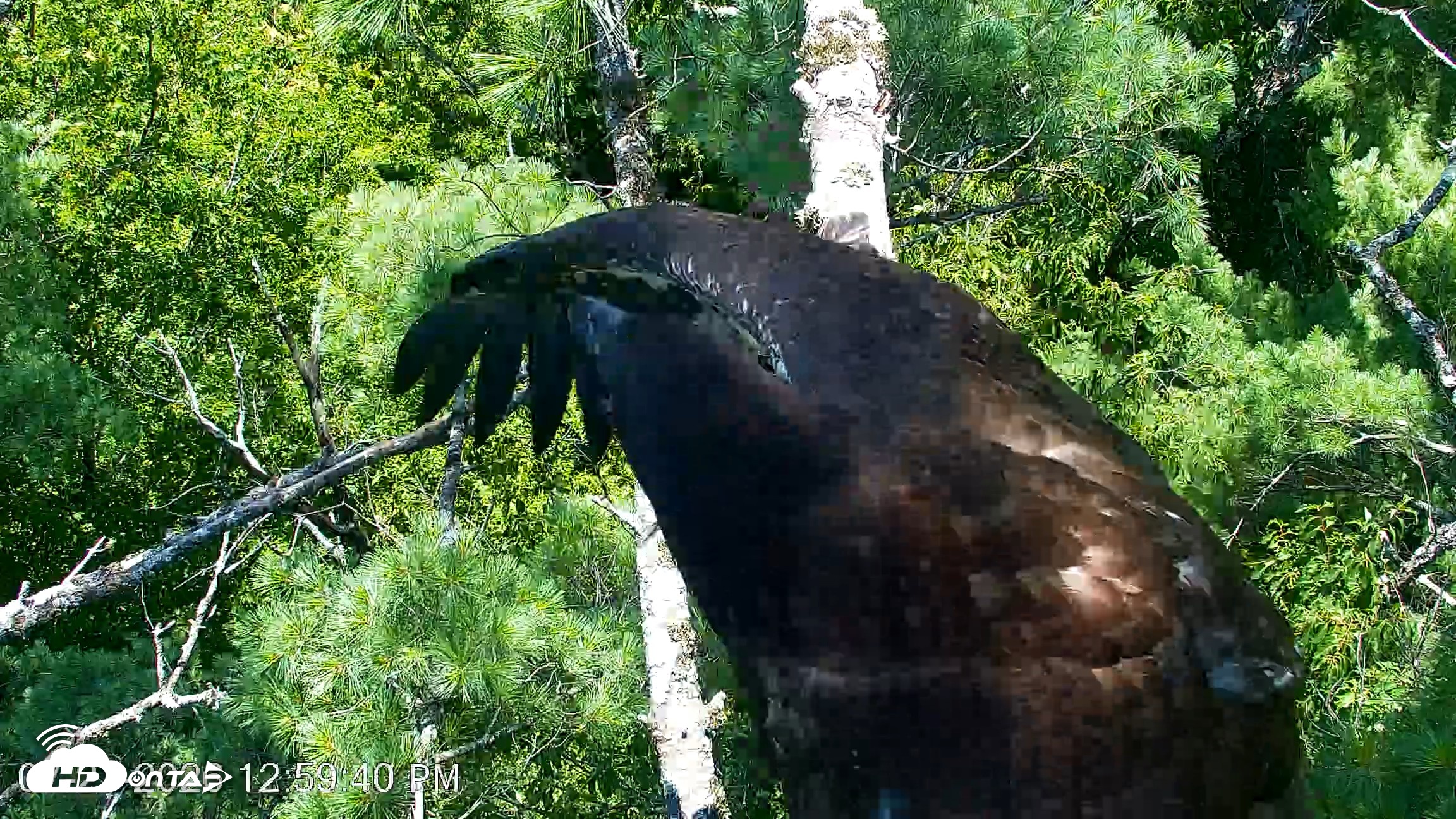 Snapshot of VINS Bald Eagles Nest Live Cams taken Jul 27, 2026, 1:00pm EDT