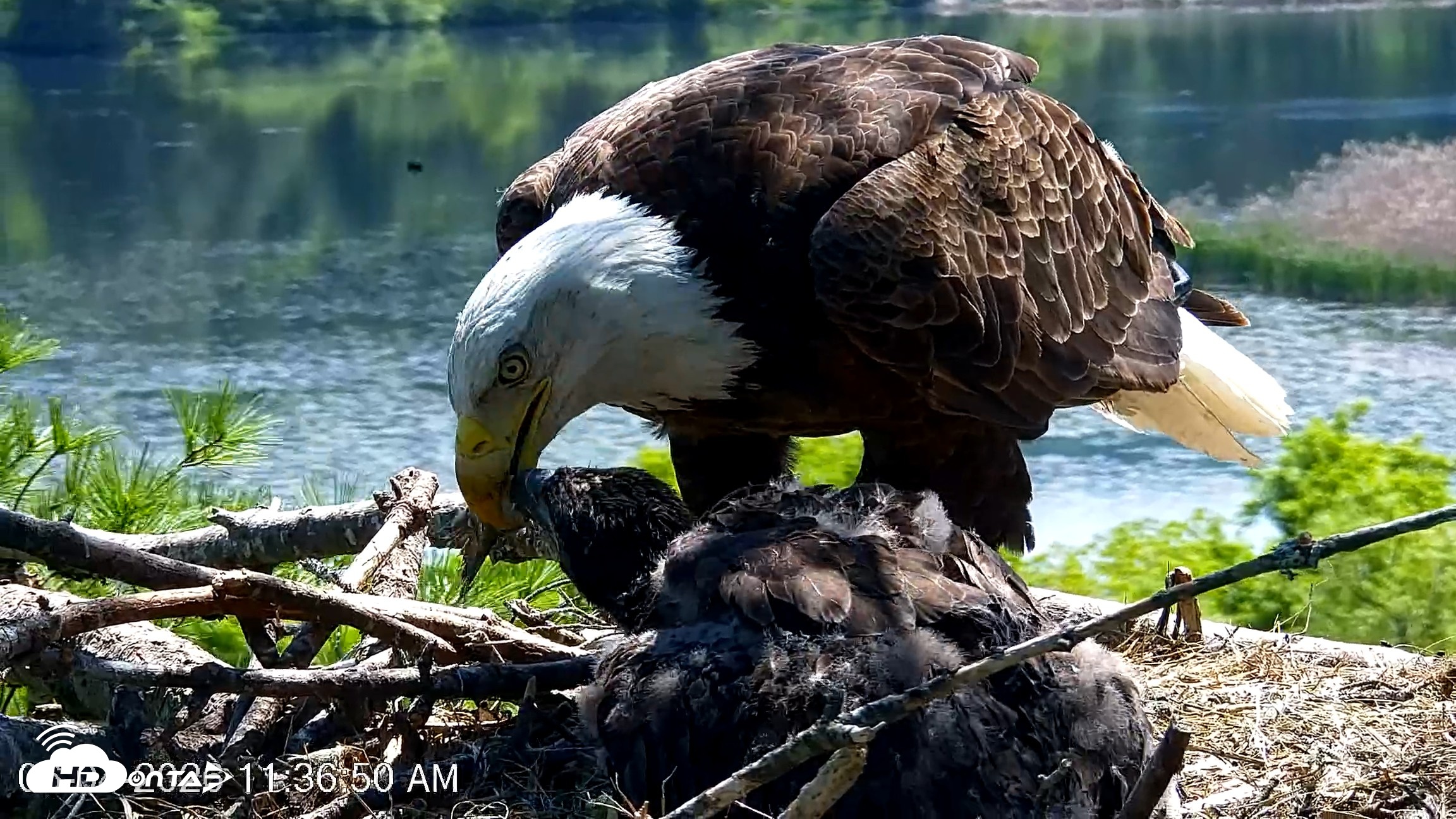 Snapshot of VINS Bald Eagles Nest Live Cams taken Jun 4, 2026, 11:37am EDT
