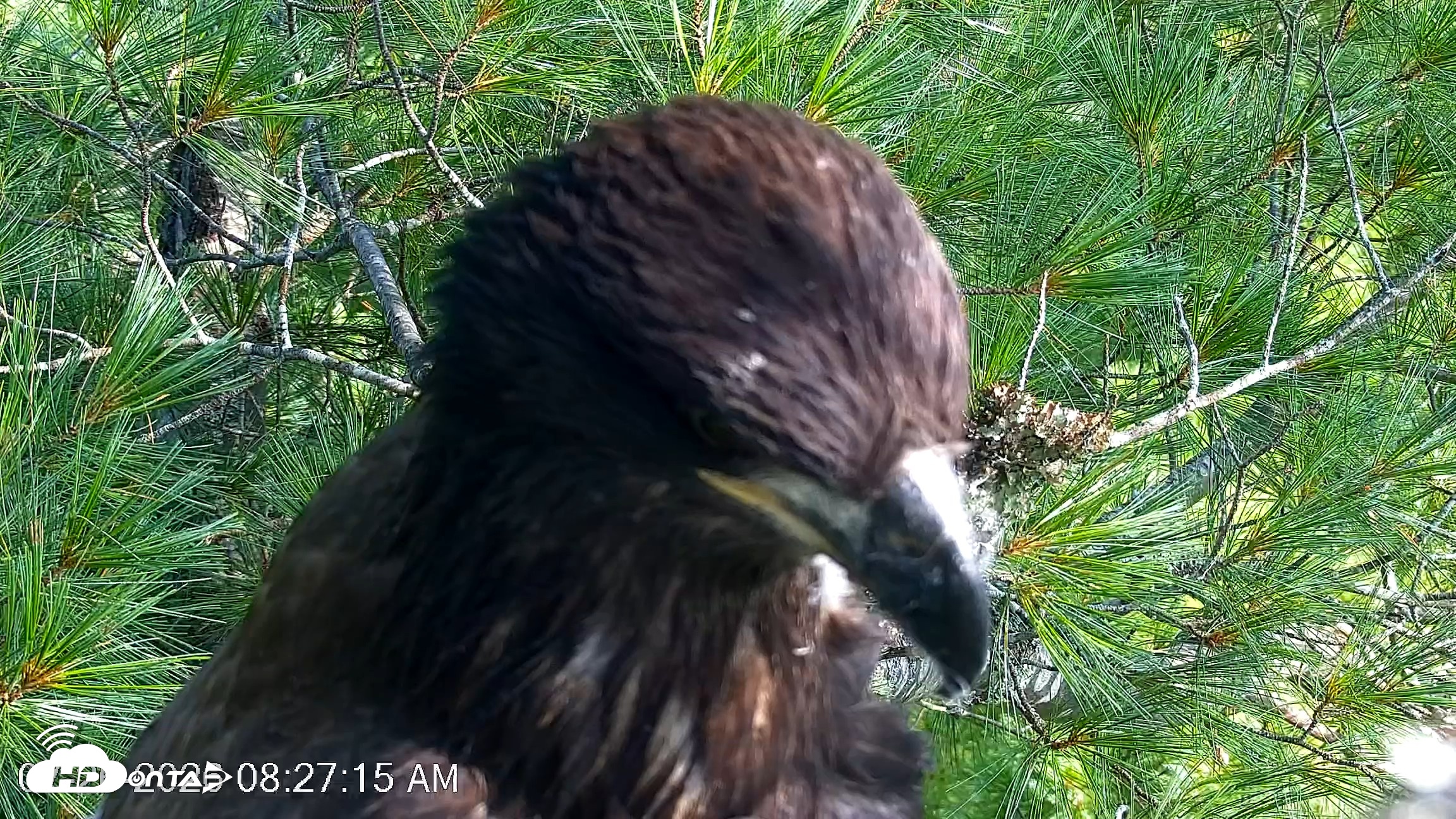 Snapshot of VINS Bald Eagles Nest Live Cams taken Jul 26, 2026, 8:28am EDT