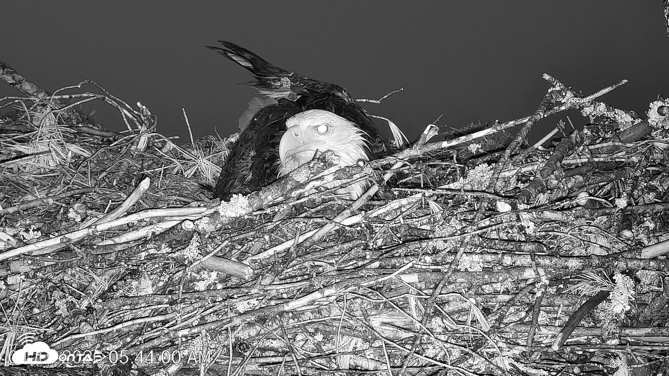 Snapshot of VINS Bald Eagles Nest Live Cams taken Apr 15, 2026, 5:44am EDT