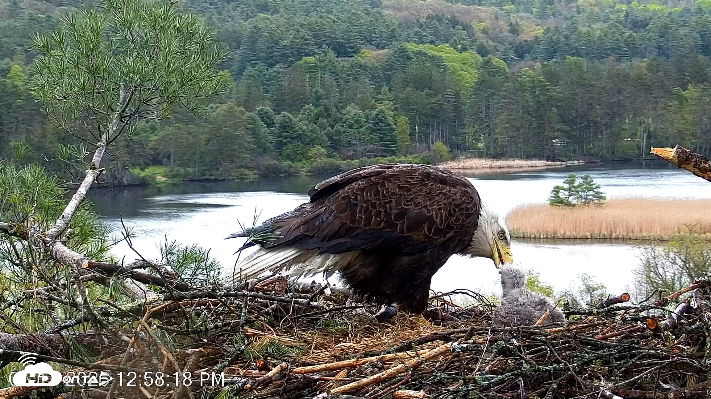 Snapshot of VINS Bald Eagles Nest Live Cams taken May 13, 2026, 12:58pm EDT