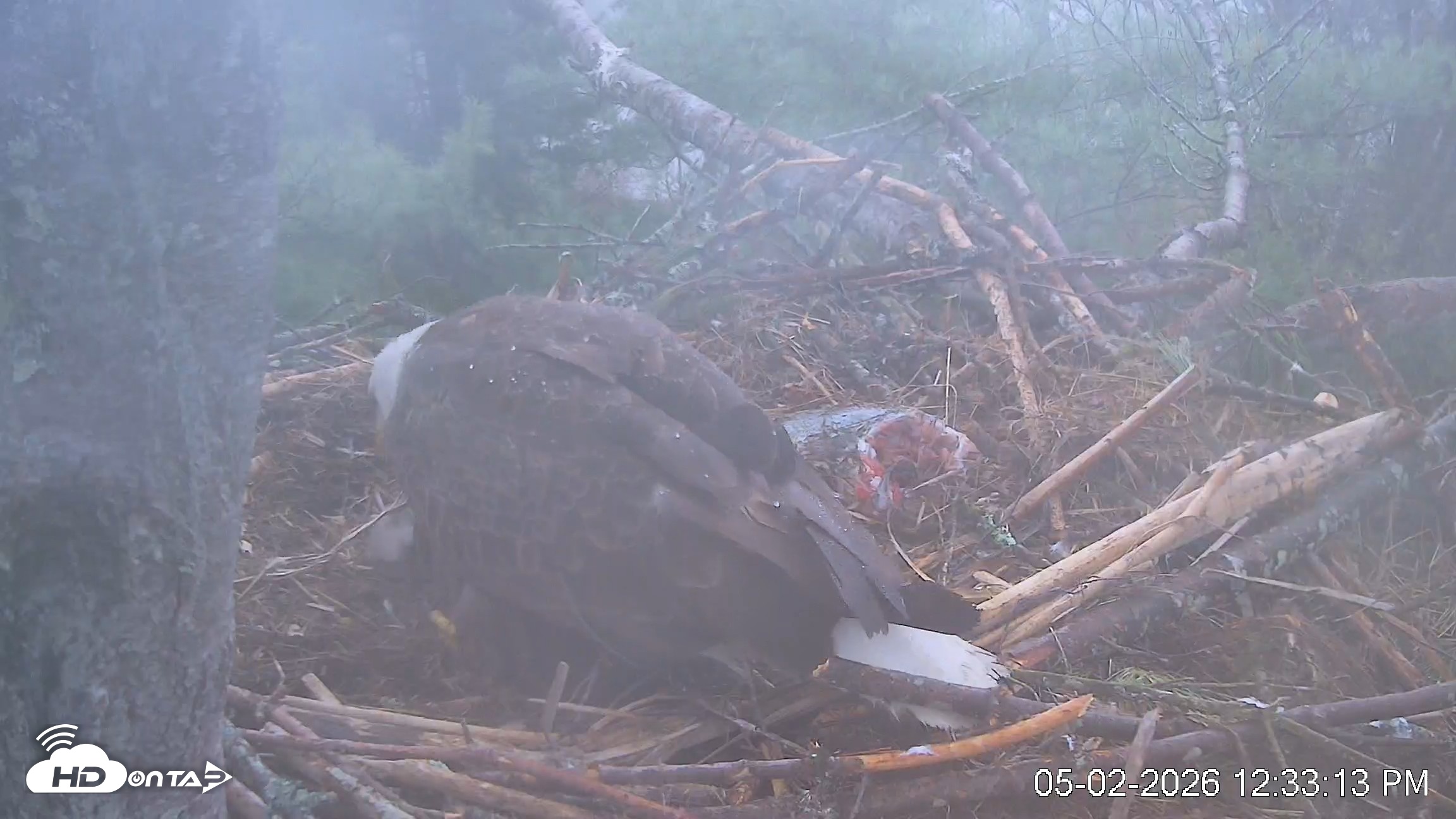 Snapshot of VINS Bald Eagles Nest Live Cams taken May 2, 2026, 12:33pm EDT