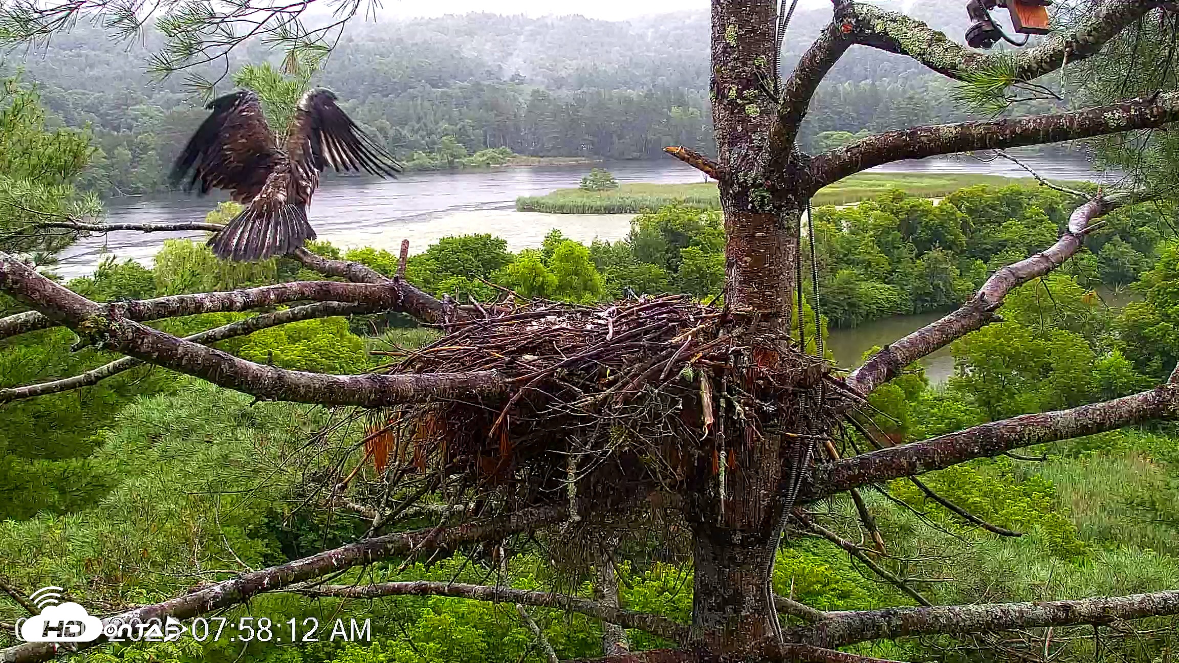 Snapshot of VINS Bald Eagles Nest Live Cams taken Jul 30, 2026, 7:59am EDT