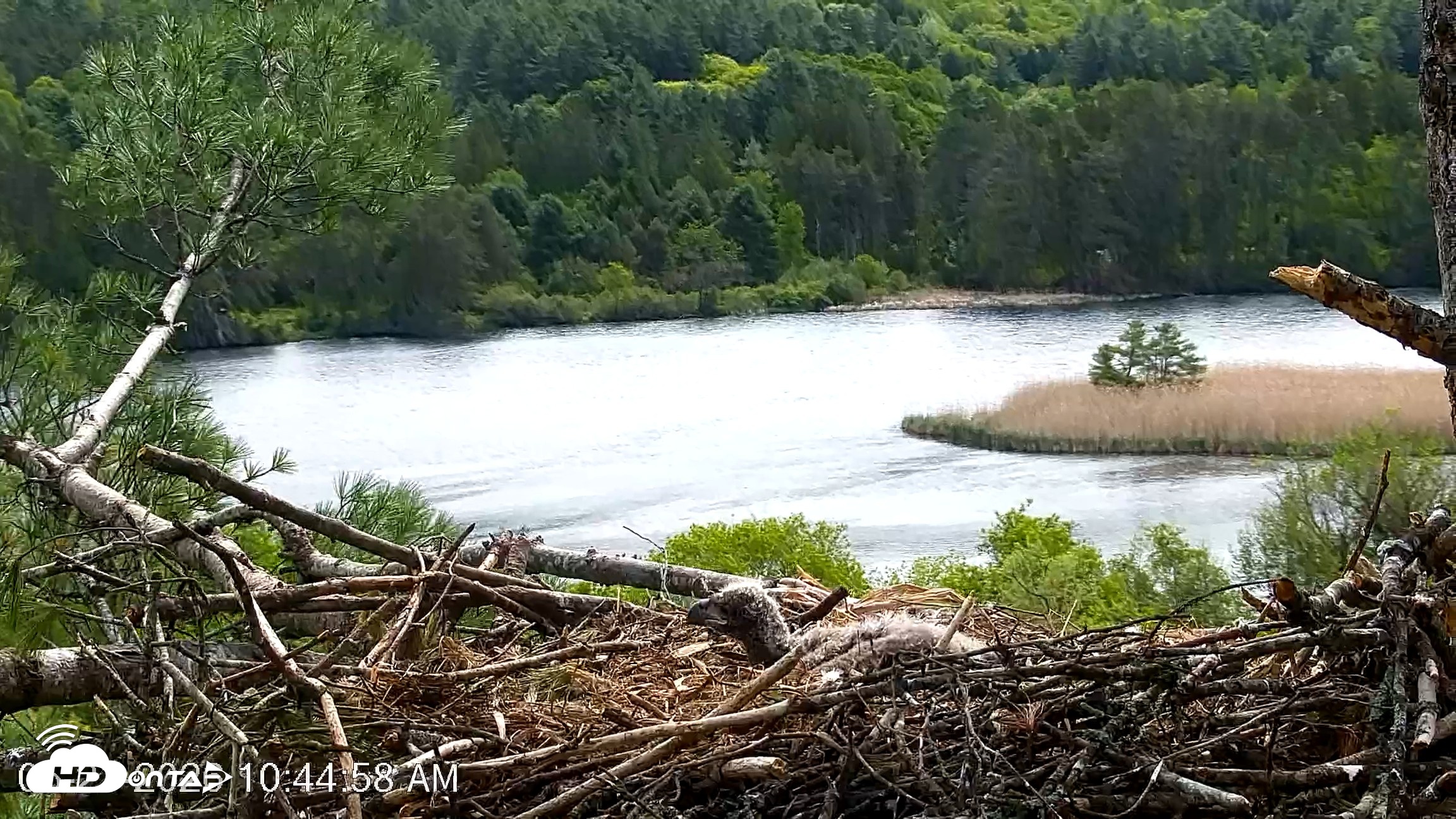 Snapshot of VINS Bald Eagles Nest Live Cams taken May 21, 2026, 10:45am EDT