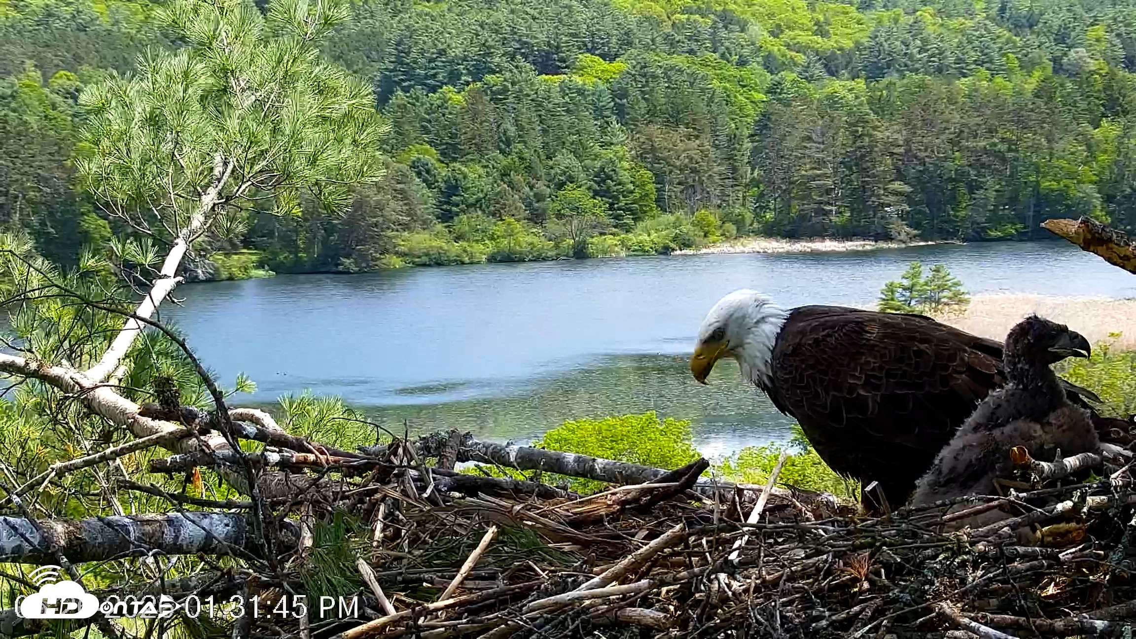 Snapshot of VINS Bald Eagles Nest Live Cams taken May 26, 2026, 1:32pm EDT