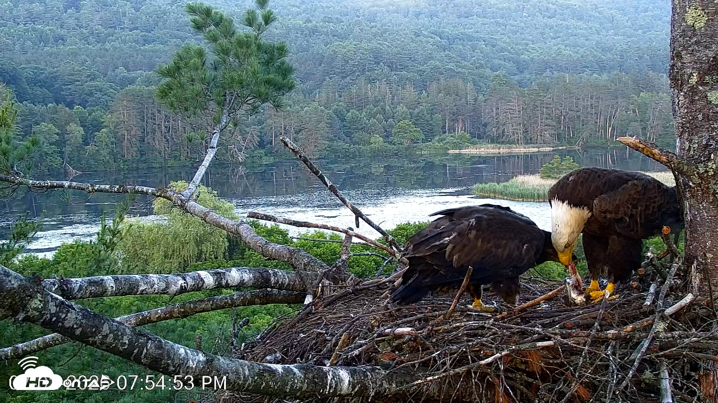 Snapshot of VINS Bald Eagles Nest Live Cams taken Jul 2, 2026, 7:55pm EDT