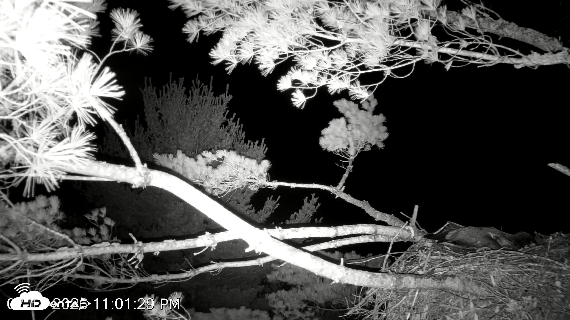 Snapshot of VINS Bald Eagles Nest Live Cams taken Jul 18, 2026, 11:02pm EDT