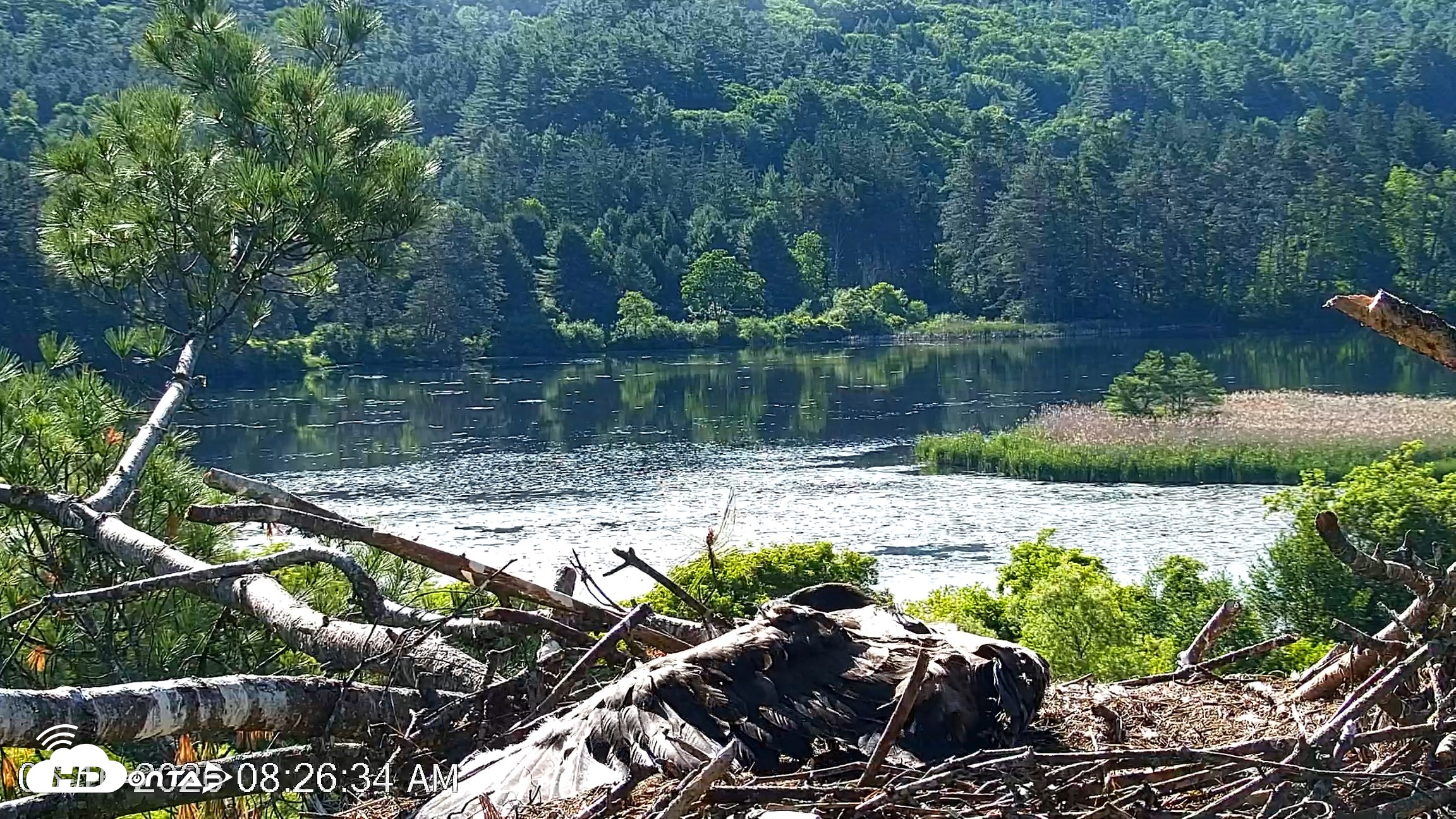 Snapshot of VINS Bald Eagles Nest Live Cams taken Jun 16, 2026, 8:27am EDT