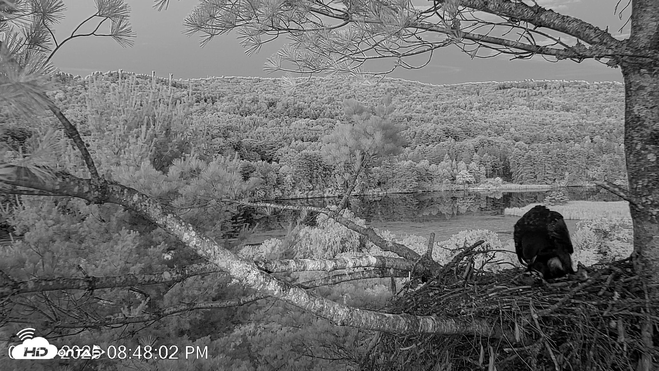Snapshot of VINS Bald Eagles Nest Live Cams taken Jul 12, 2026, 8:48pm EDT