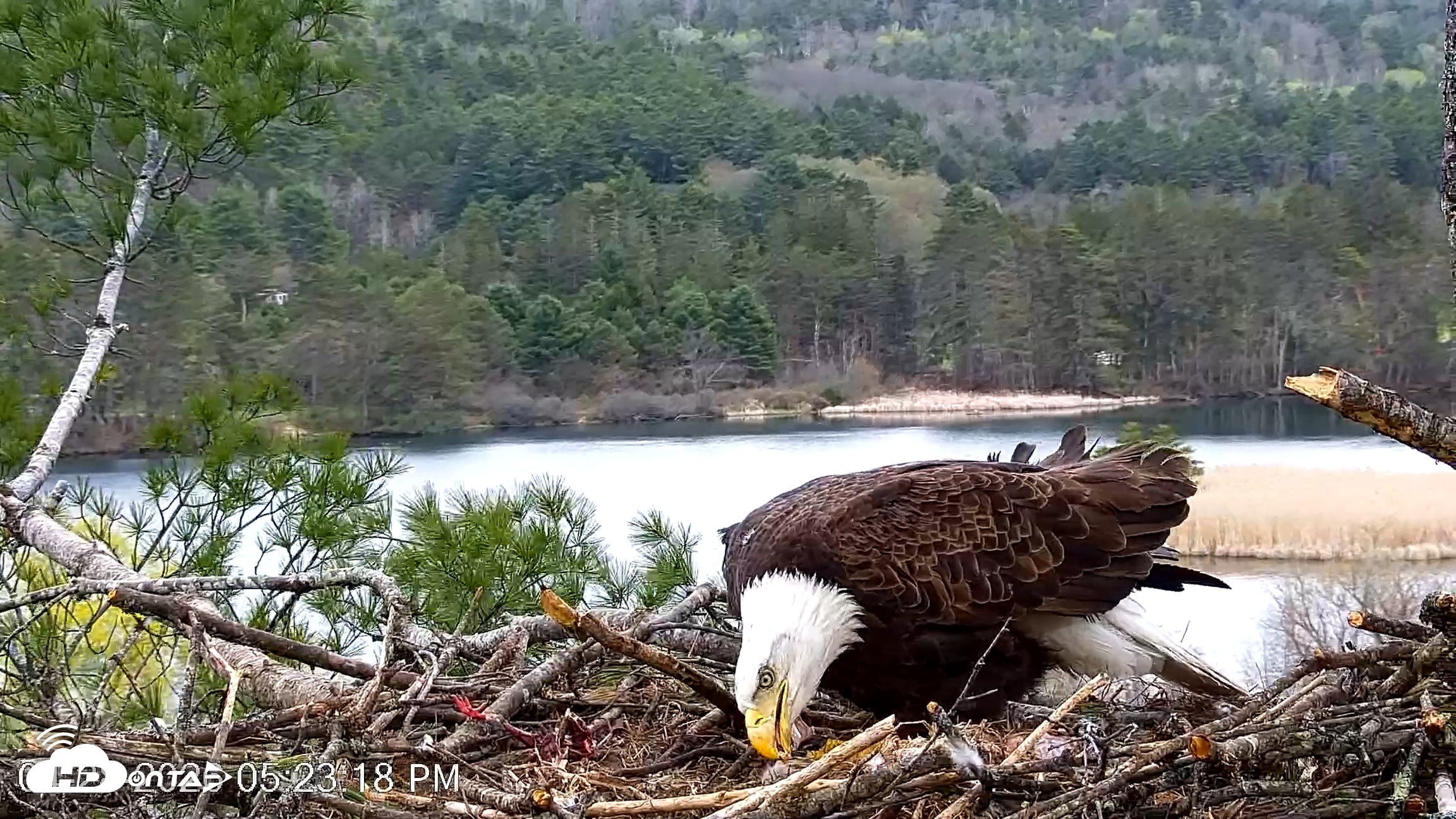 Snapshot of VINS Bald Eagles Nest Live Cams taken Apr 28, 2026, 5:24pm EDT