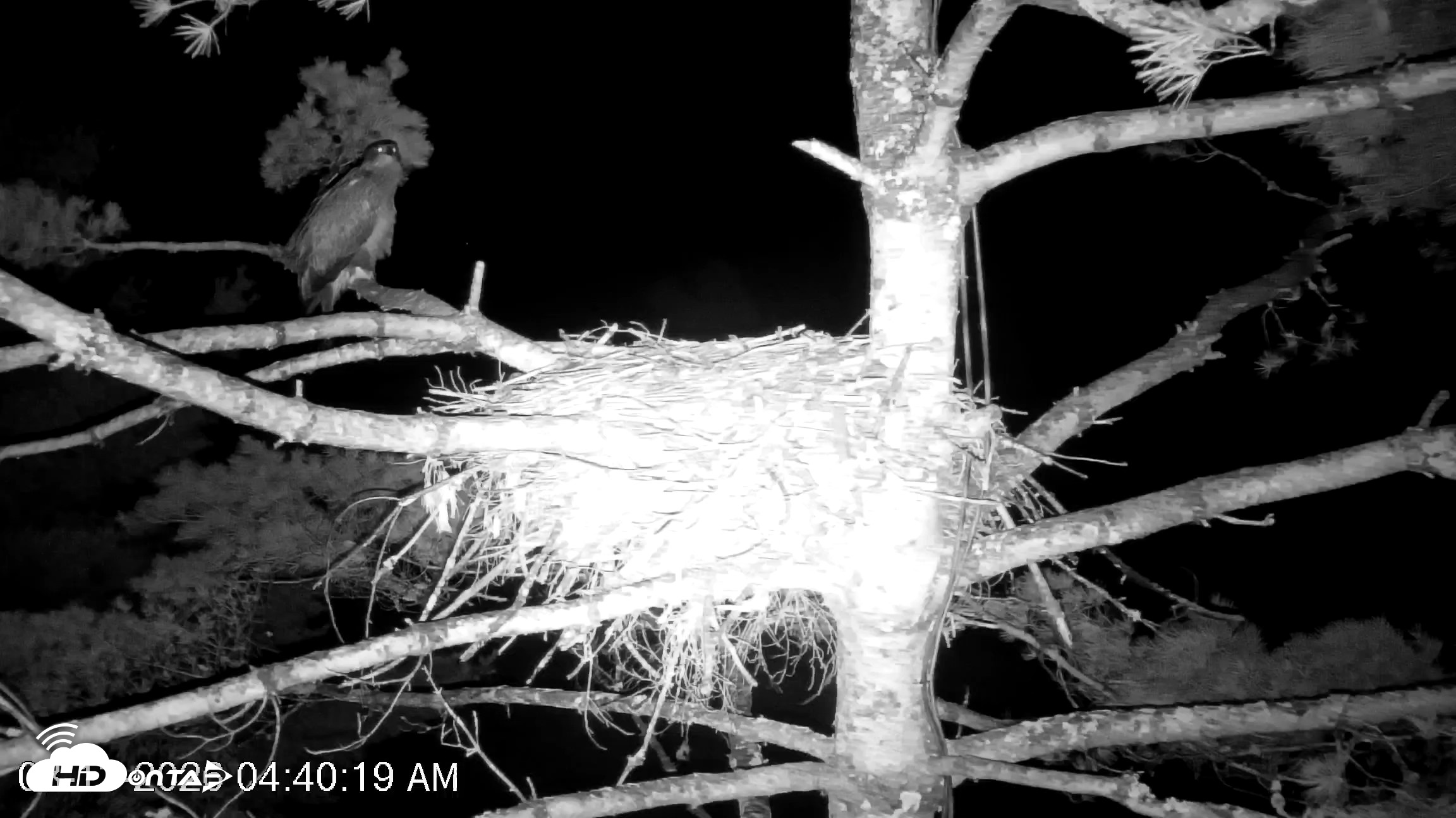 Snapshot of VINS Bald Eagles Nest Live Cams taken Aug 13, 2026, 4:41am EDT