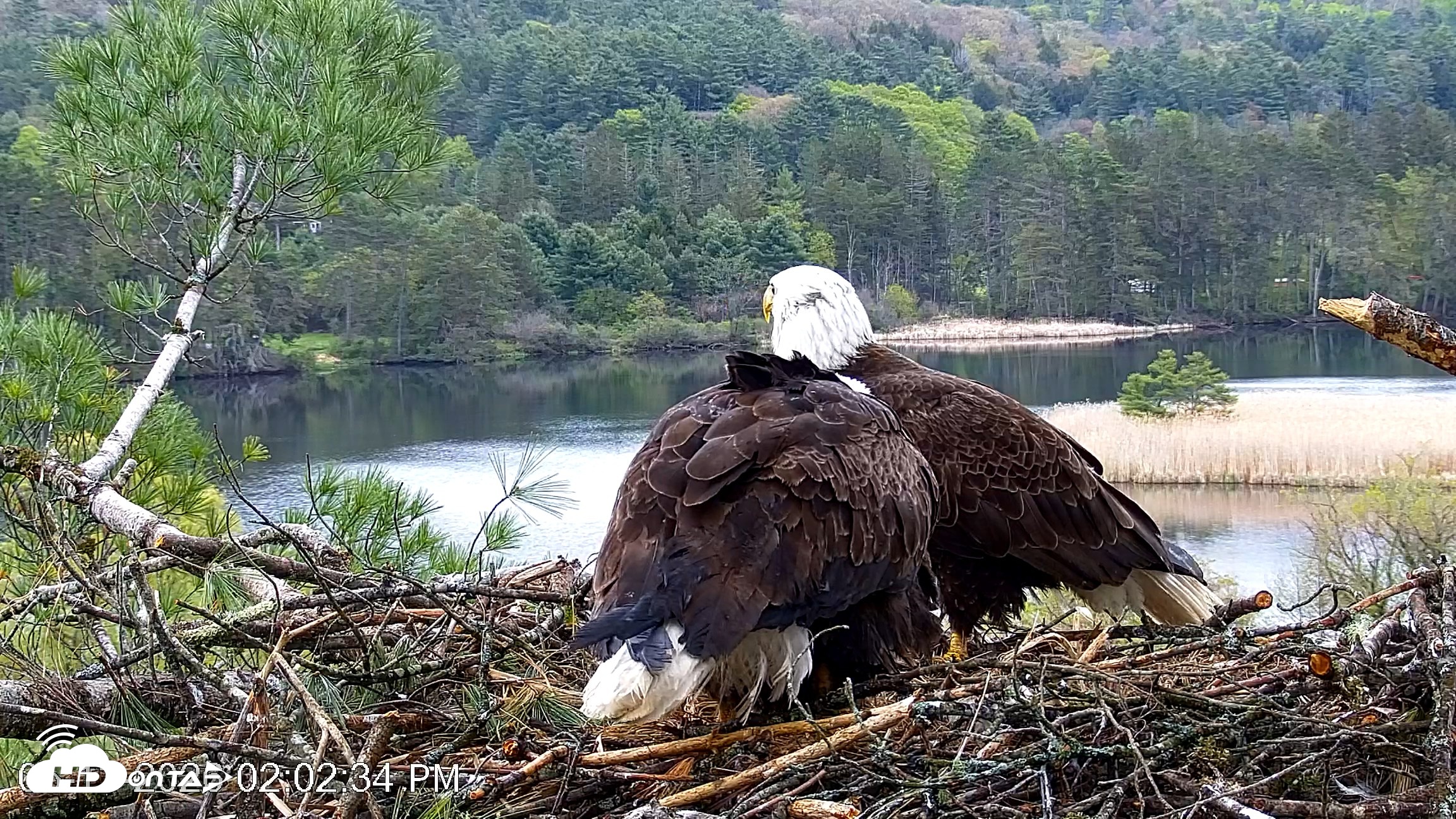 Snapshot of VINS Bald Eagles Nest Live Cams taken May 13, 2026, 2:03pm EDT