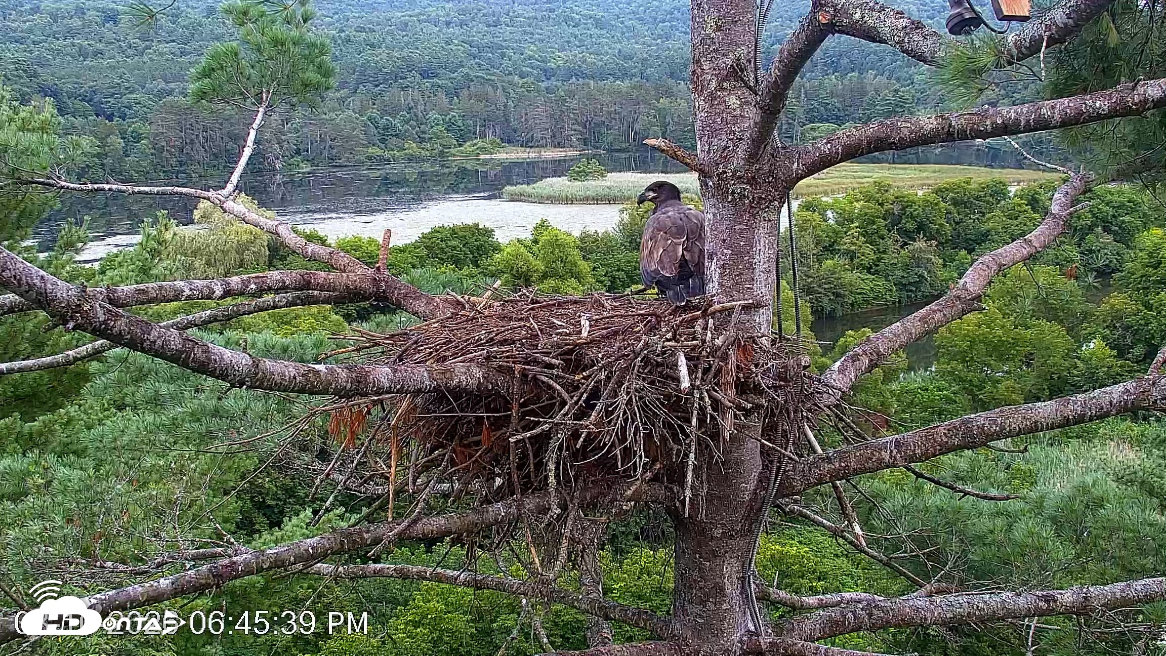 Snapshot of VINS Bald Eagles Nest Live Cams taken Aug 10, 2026, 6:46pm EDT