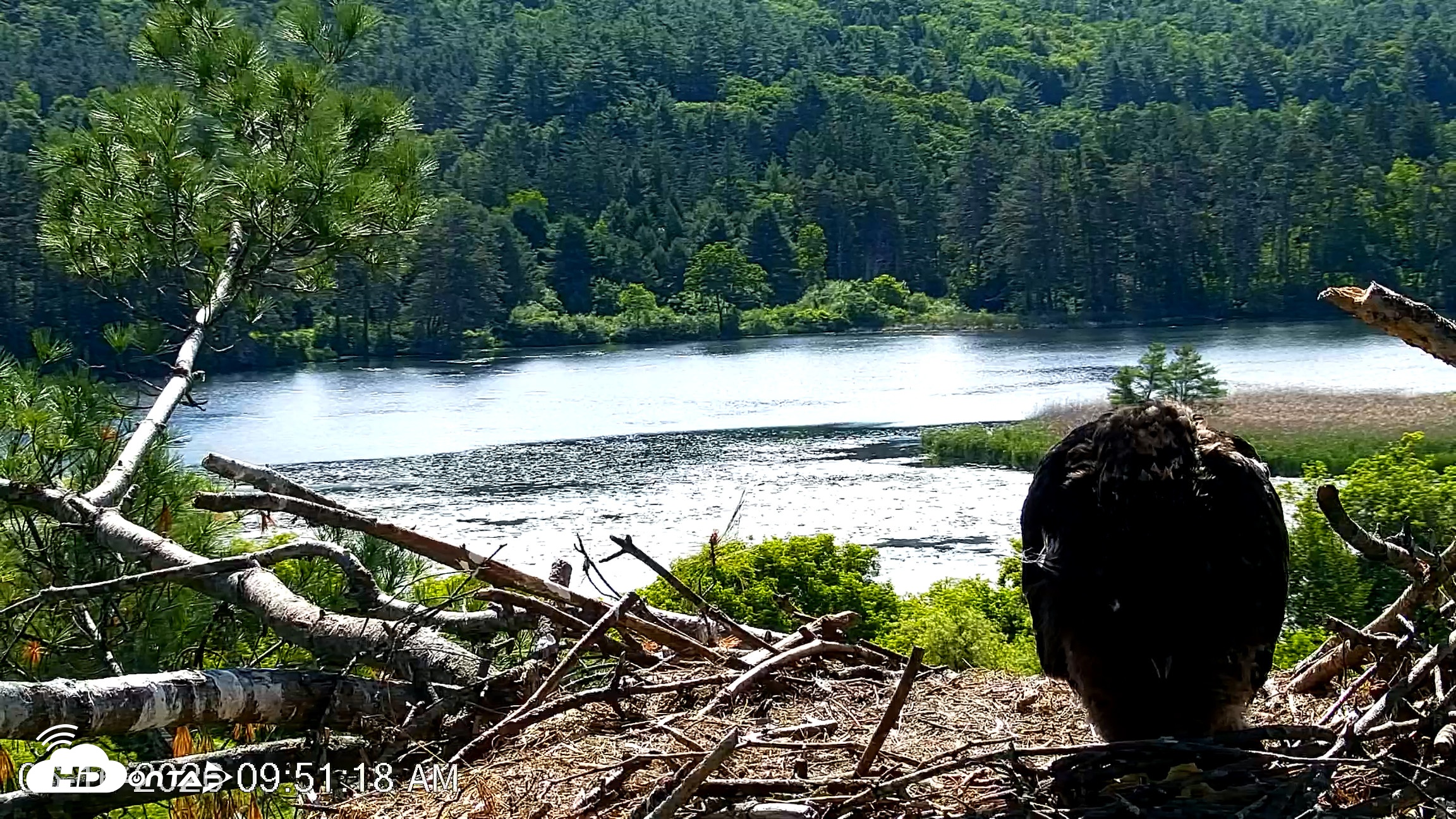 Snapshot of VINS Bald Eagles Nest Live Cams taken Jun 16, 2026, 9:52am EDT