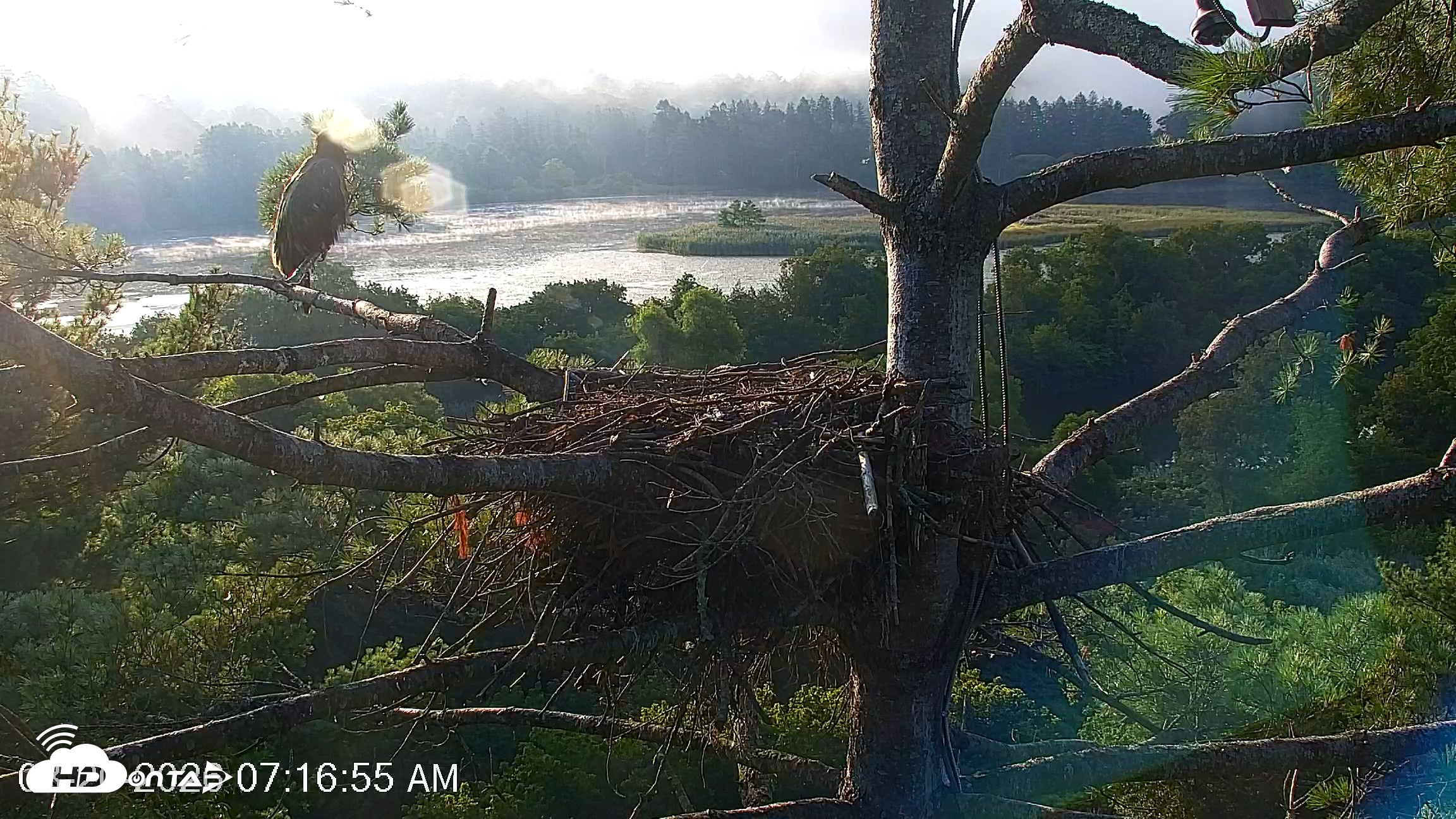 Snapshot of VINS Bald Eagles Nest Live Cams taken Aug 20, 2026, 7:17am EDT