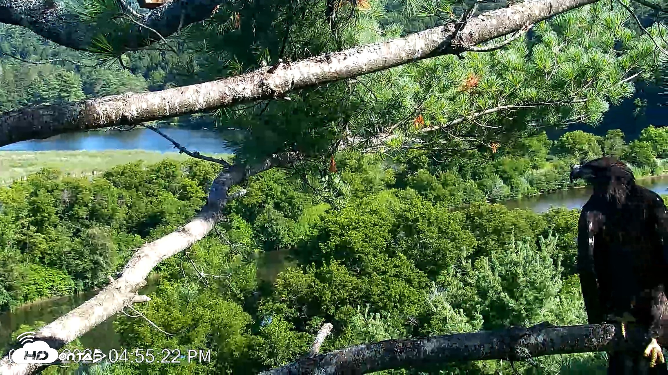 Snapshot of VINS Bald Eagles Nest Live Cams taken Jul 23, 2026, 4:56pm EDT