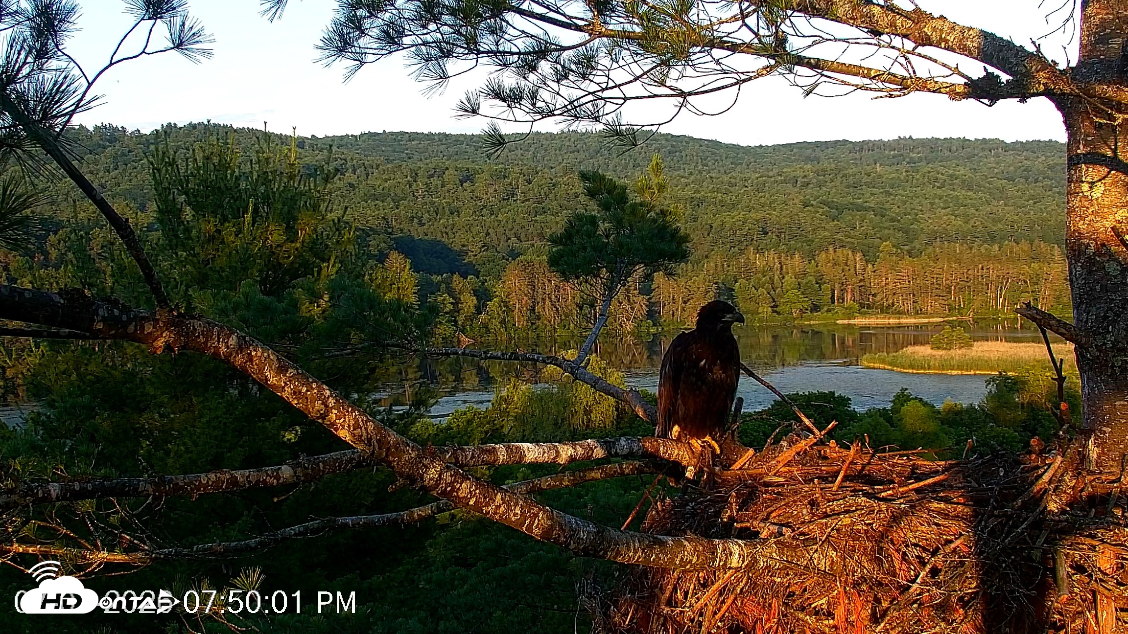 Snapshot of VINS Bald Eagles Nest Live Cams taken Jul 7, 2026, 7:51pm EDT