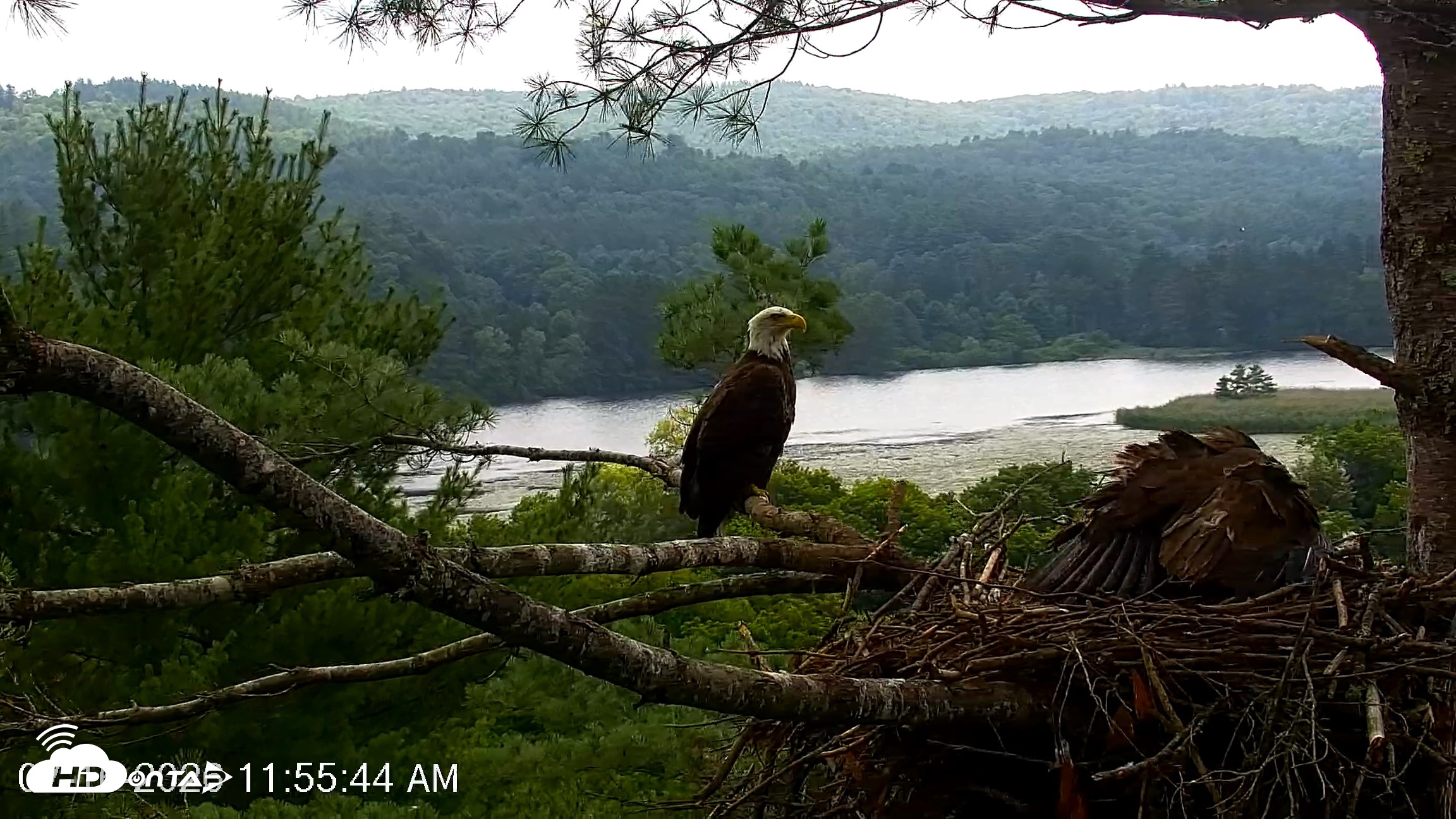 Snapshot of VINS Bald Eagles Nest Live Cams taken Jul 16, 2026, 11:56am EDT