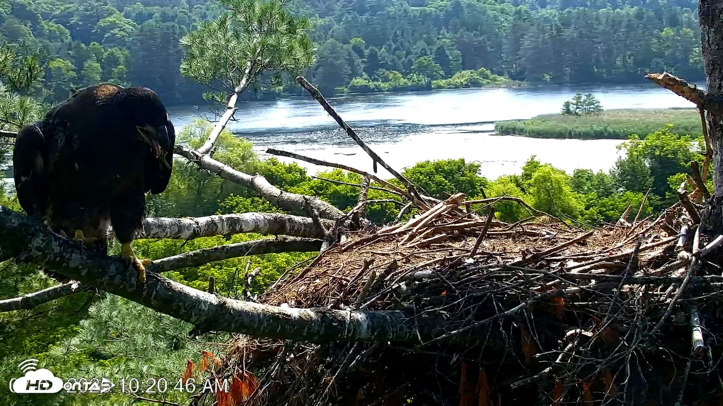 Snapshot of VINS Bald Eagles Nest Live Cams taken Jul 3, 2026, 10:23am EDT