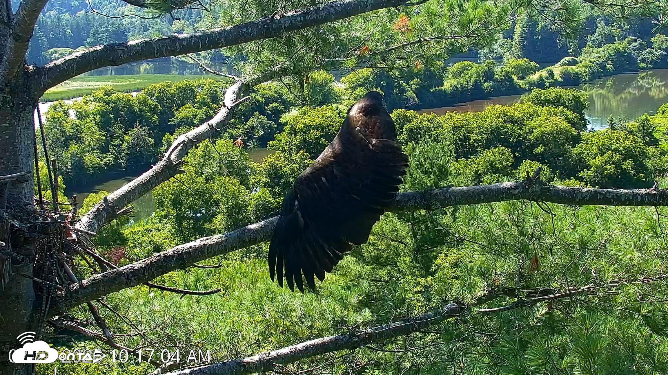 Snapshot of VINS Bald Eagles Nest Live Cams taken Jul 24, 2026, 10:17am EDT