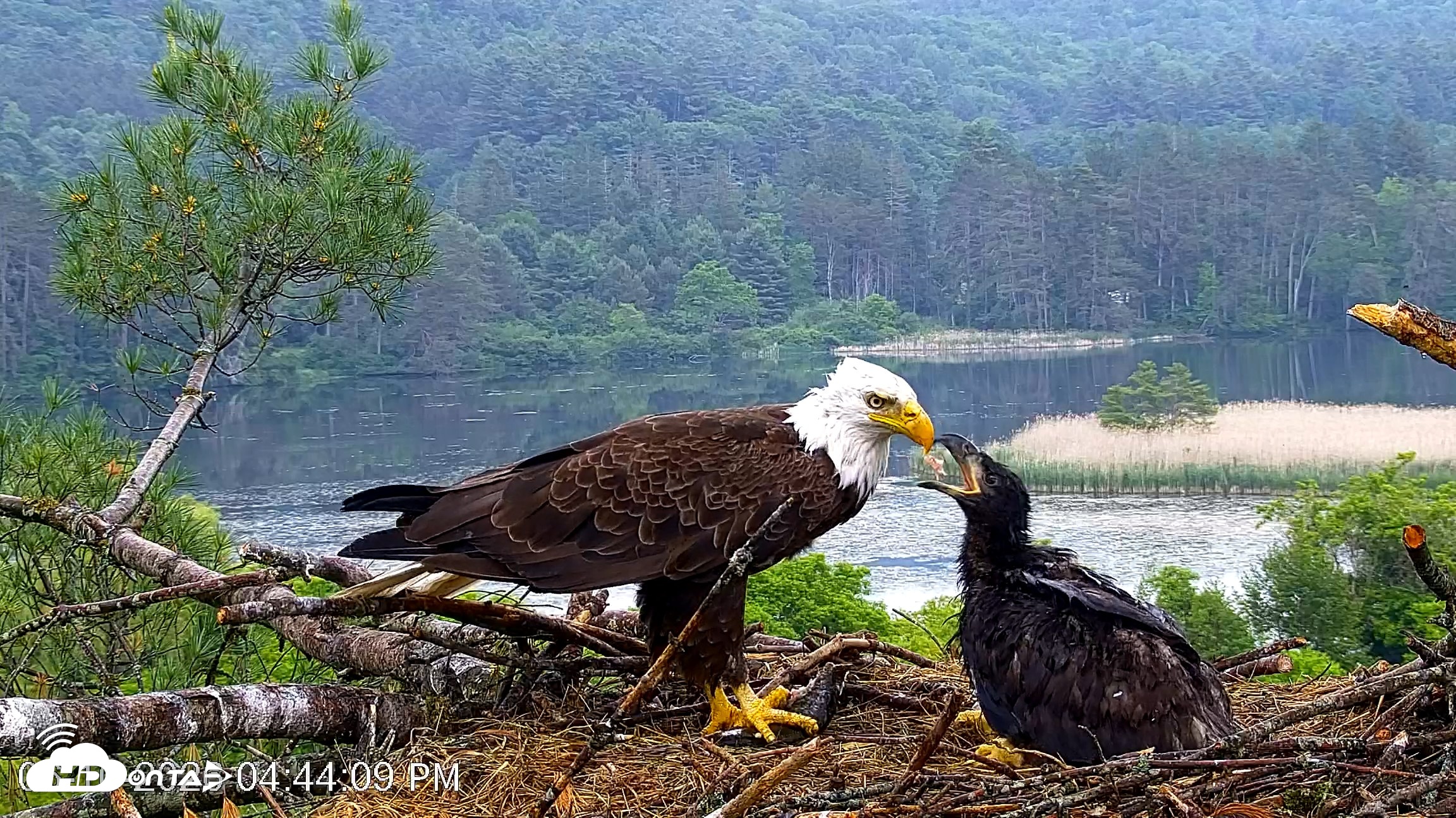 Snapshot of VINS Bald Eagles Nest Live Cams taken Jun 10, 2026, 4:44pm EDT