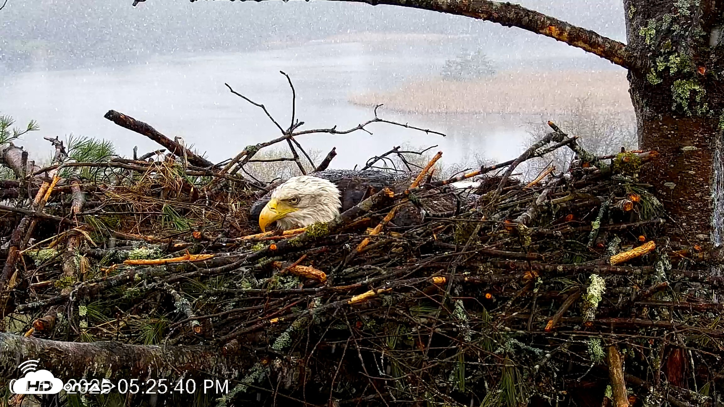 Snapshot of VINS Bald Eagles Nest Live Cams taken Apr 19, 2026, 5:26pm EDT