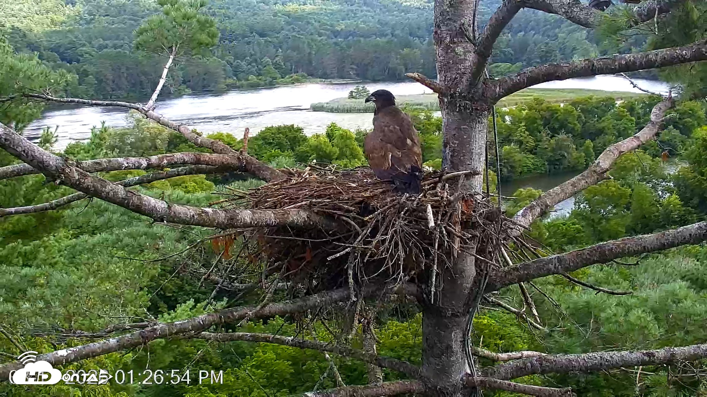 Snapshot of VINS Bald Eagles Nest Live Cams taken Aug 11, 2026, 1:27pm EDT