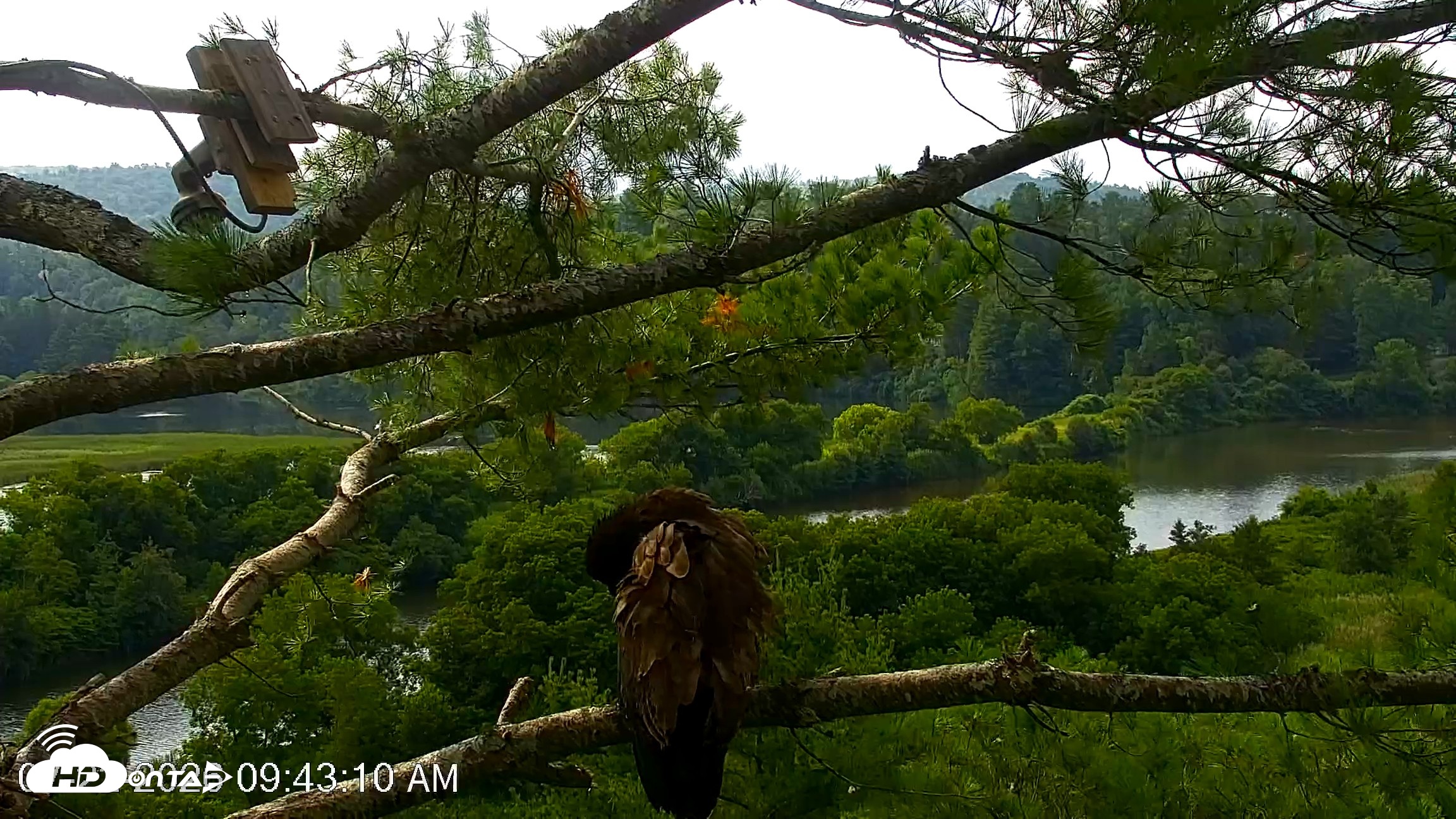 Snapshot of VINS Bald Eagles Nest Live Cams taken Jul 22, 2026, 9:43am EDT