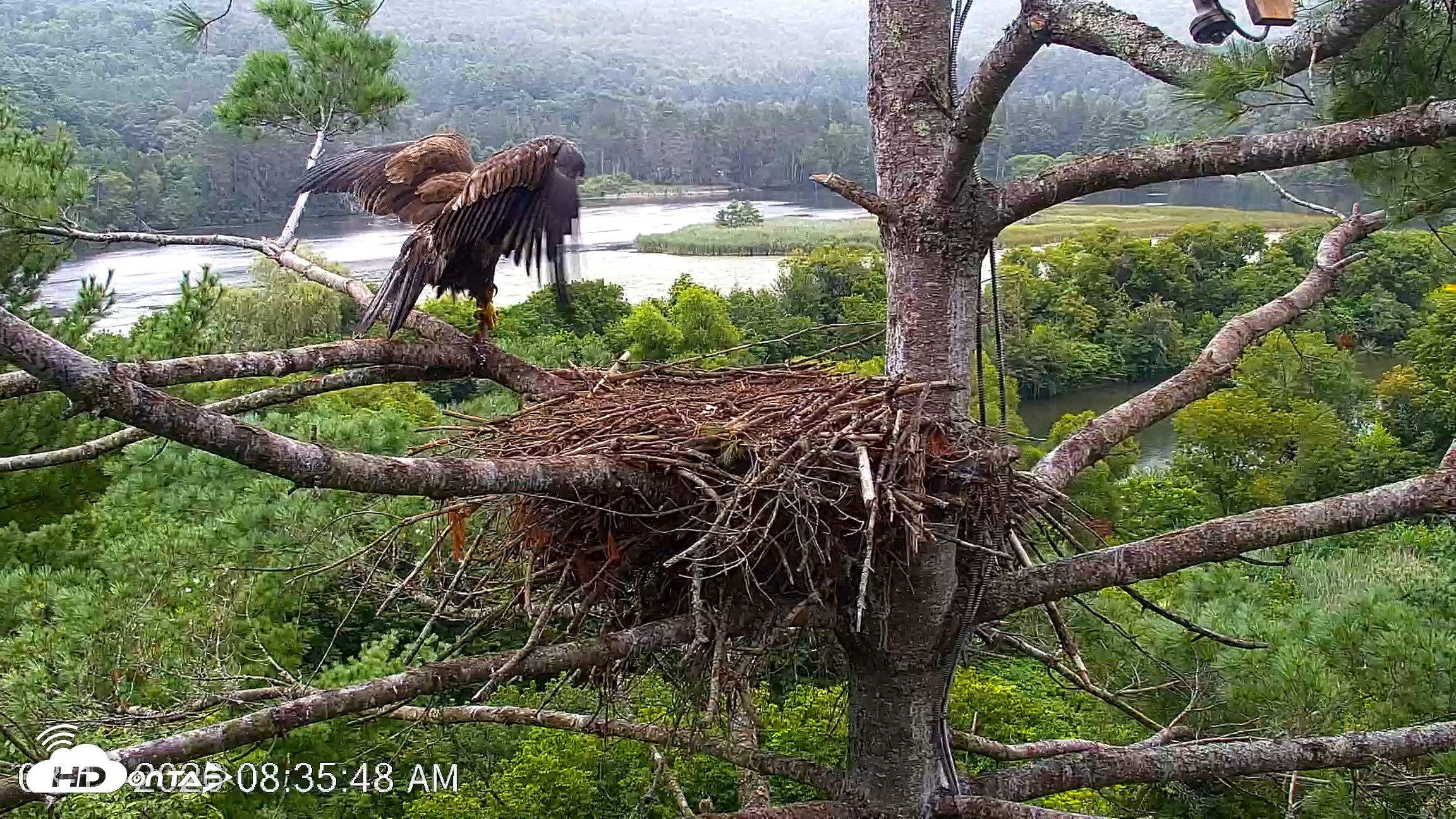 Snapshot of VINS Bald Eagles Nest Live Cams taken Aug 17, 2026, 8:37am EDT