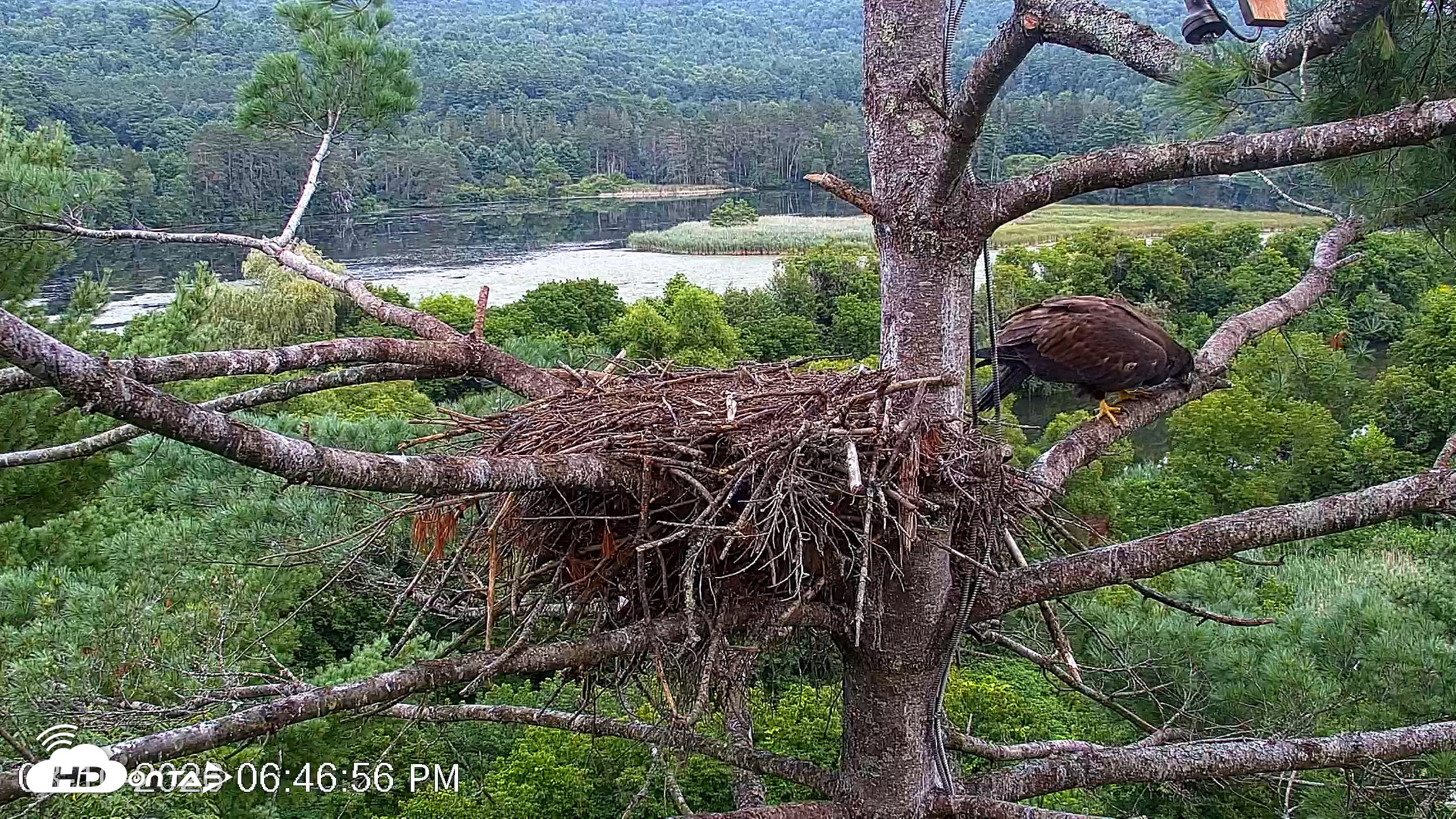 Snapshot of VINS Bald Eagles Nest Live Cams taken Aug 10, 2026, 6:47pm EDT