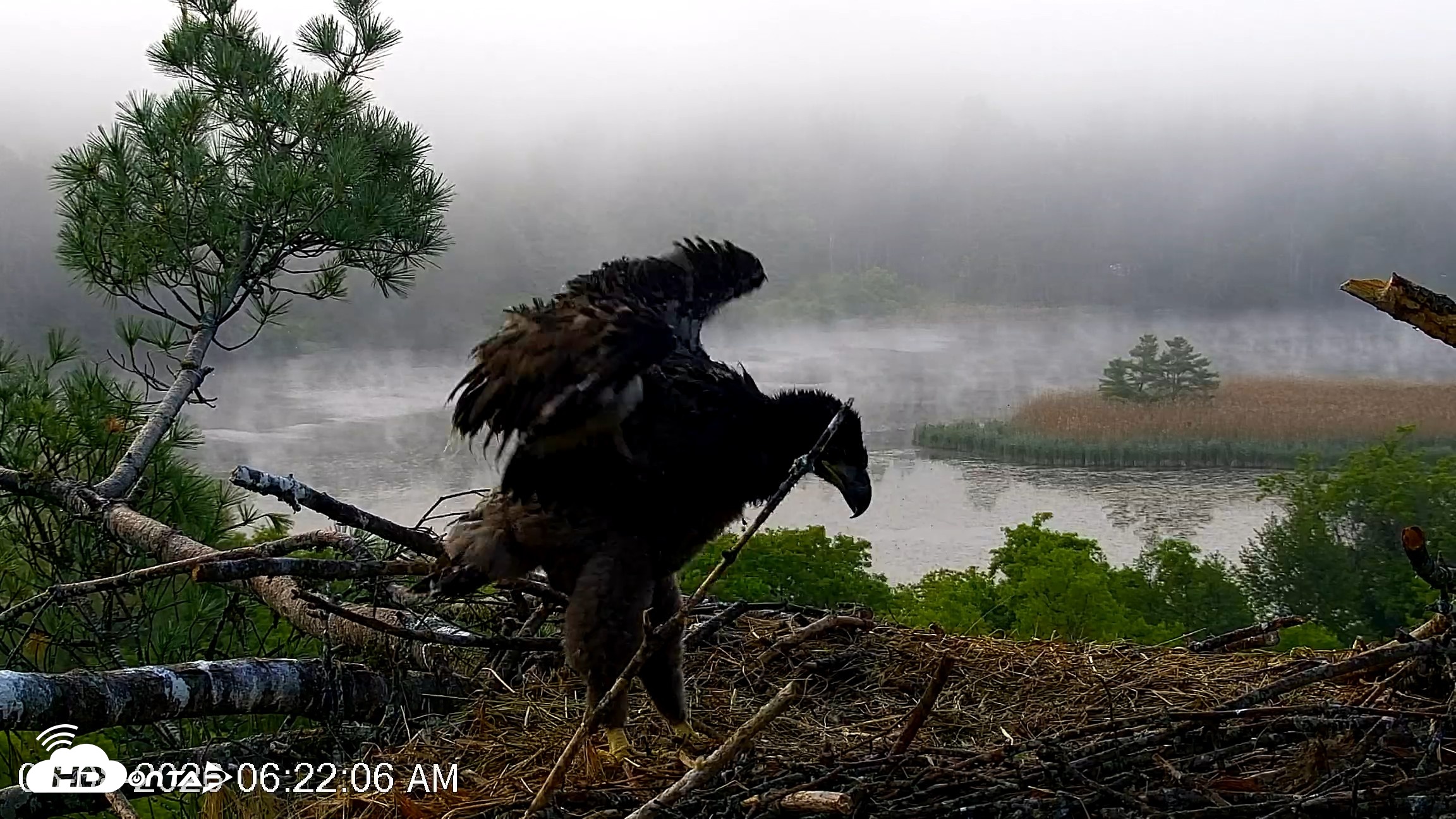 Snapshot of VINS Bald Eagles Nest Live Cams taken Jun 8, 2026, 6:23am EDT
