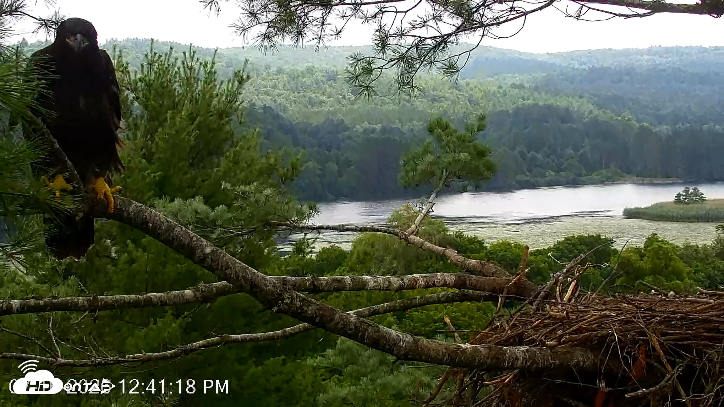 Snapshot of VINS Bald Eagles Nest Live Cams taken Jul 16, 2026, 12:42pm EDT