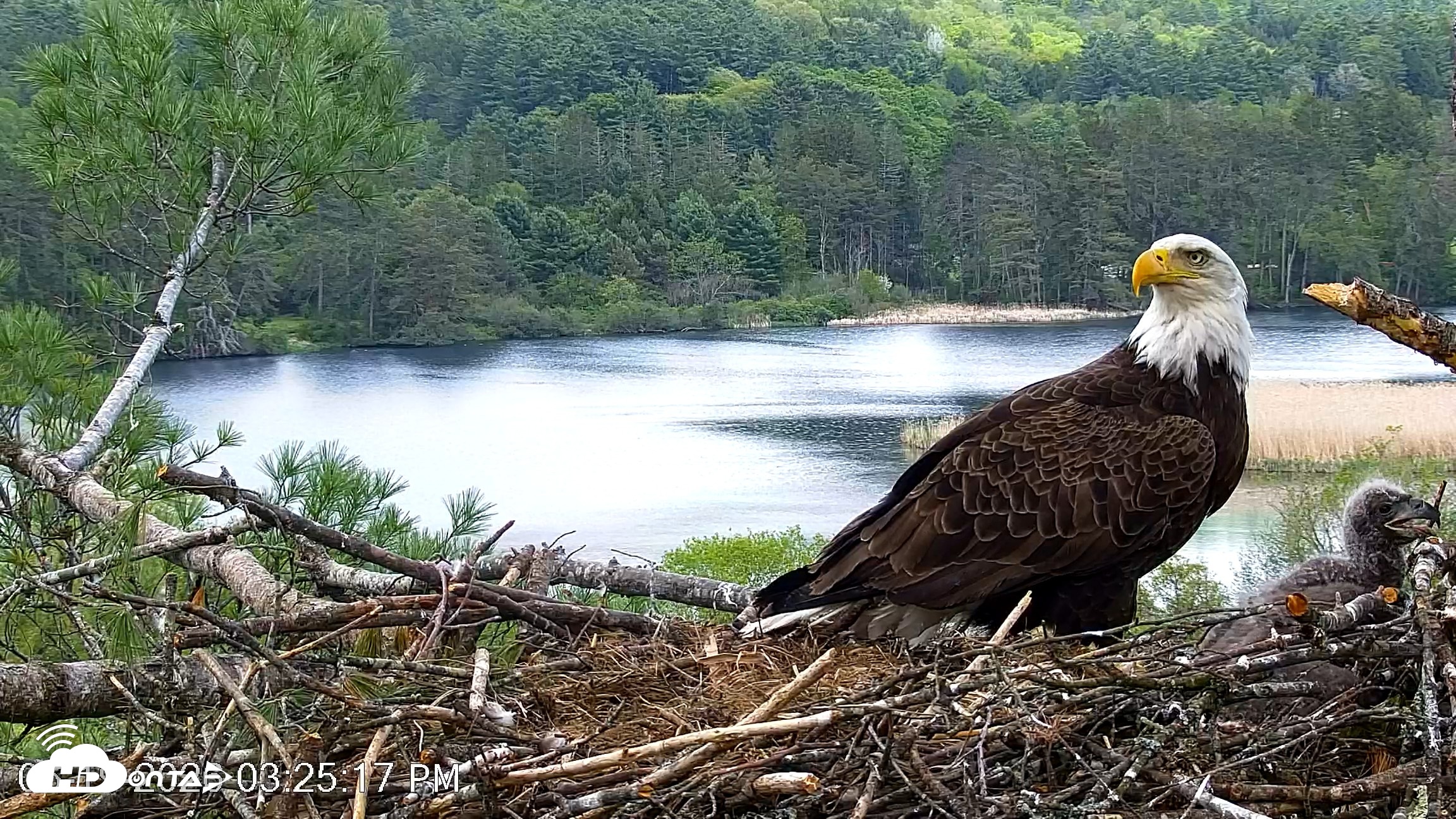 Snapshot of VINS Bald Eagles Nest Live Cams taken May 19, 2026, 3:26pm EDT