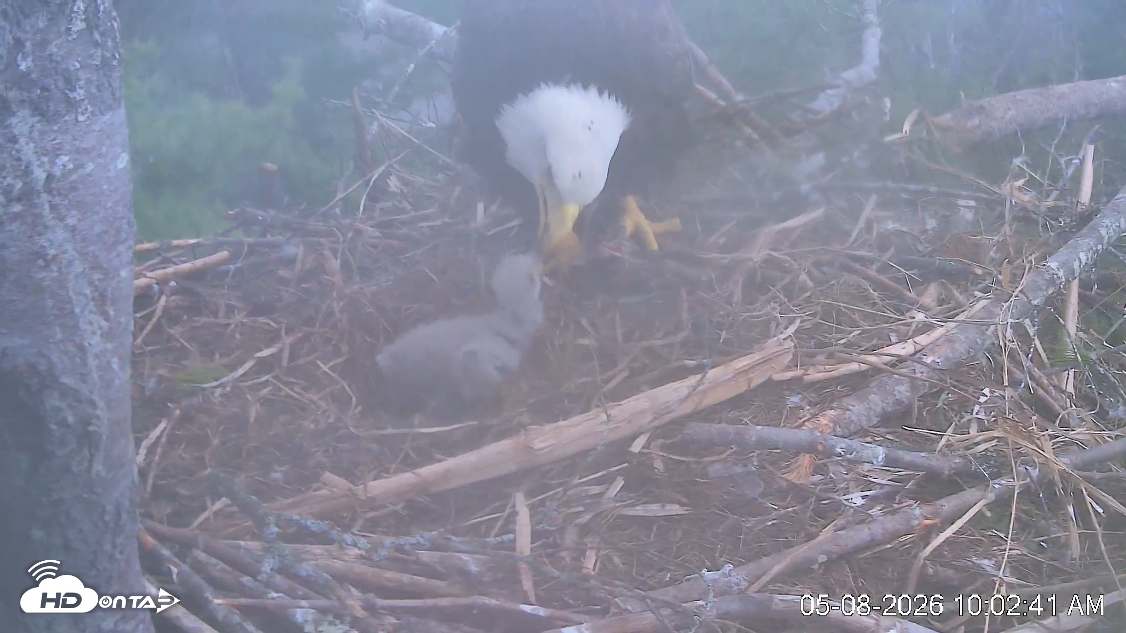 Snapshot of VINS Bald Eagles Nest Live Cams taken May 8, 2026, 10:04am EDT