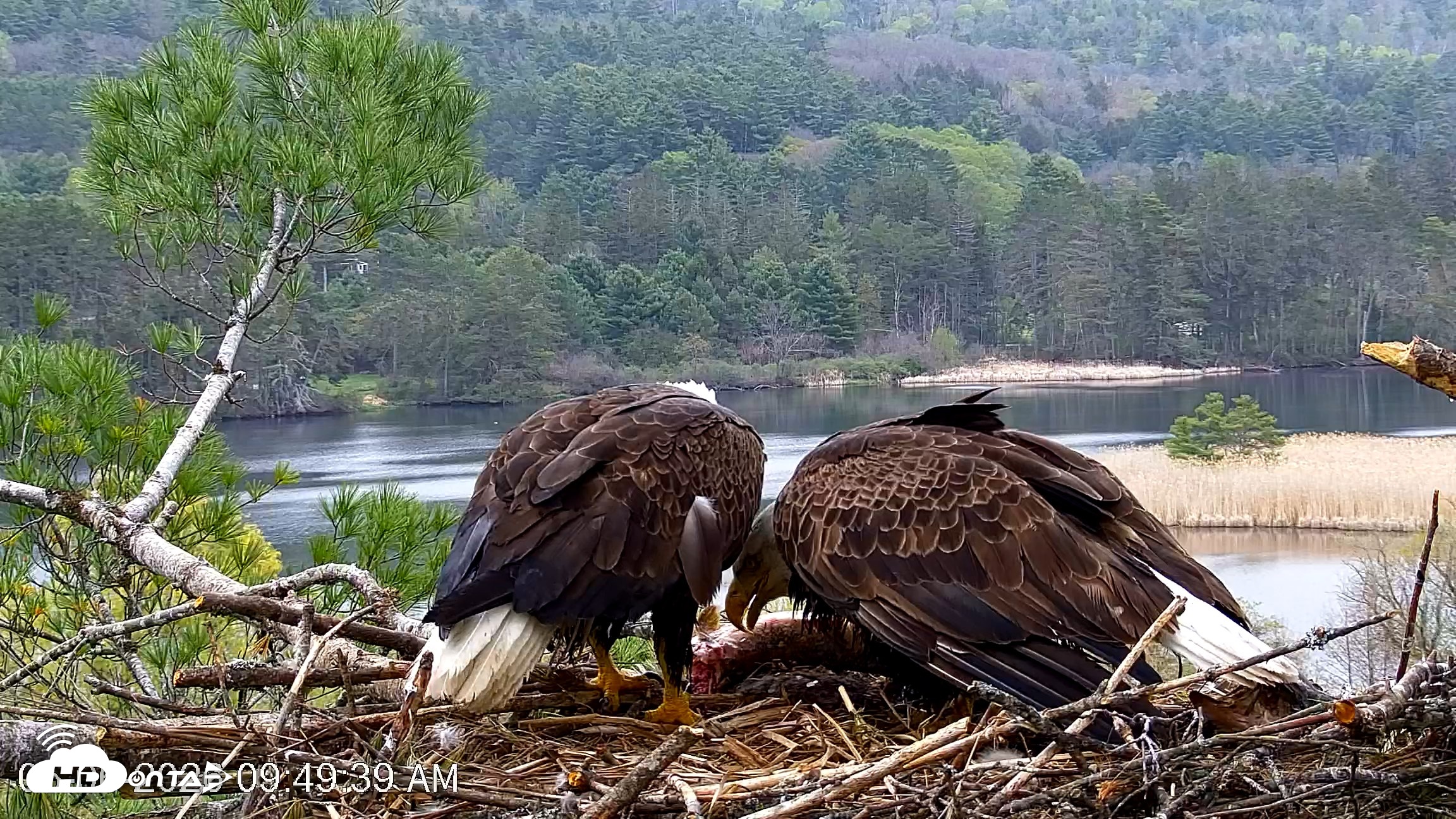 Snapshot of VINS Bald Eagles Nest Live Cams taken May 6, 2026, 9:50am EDT