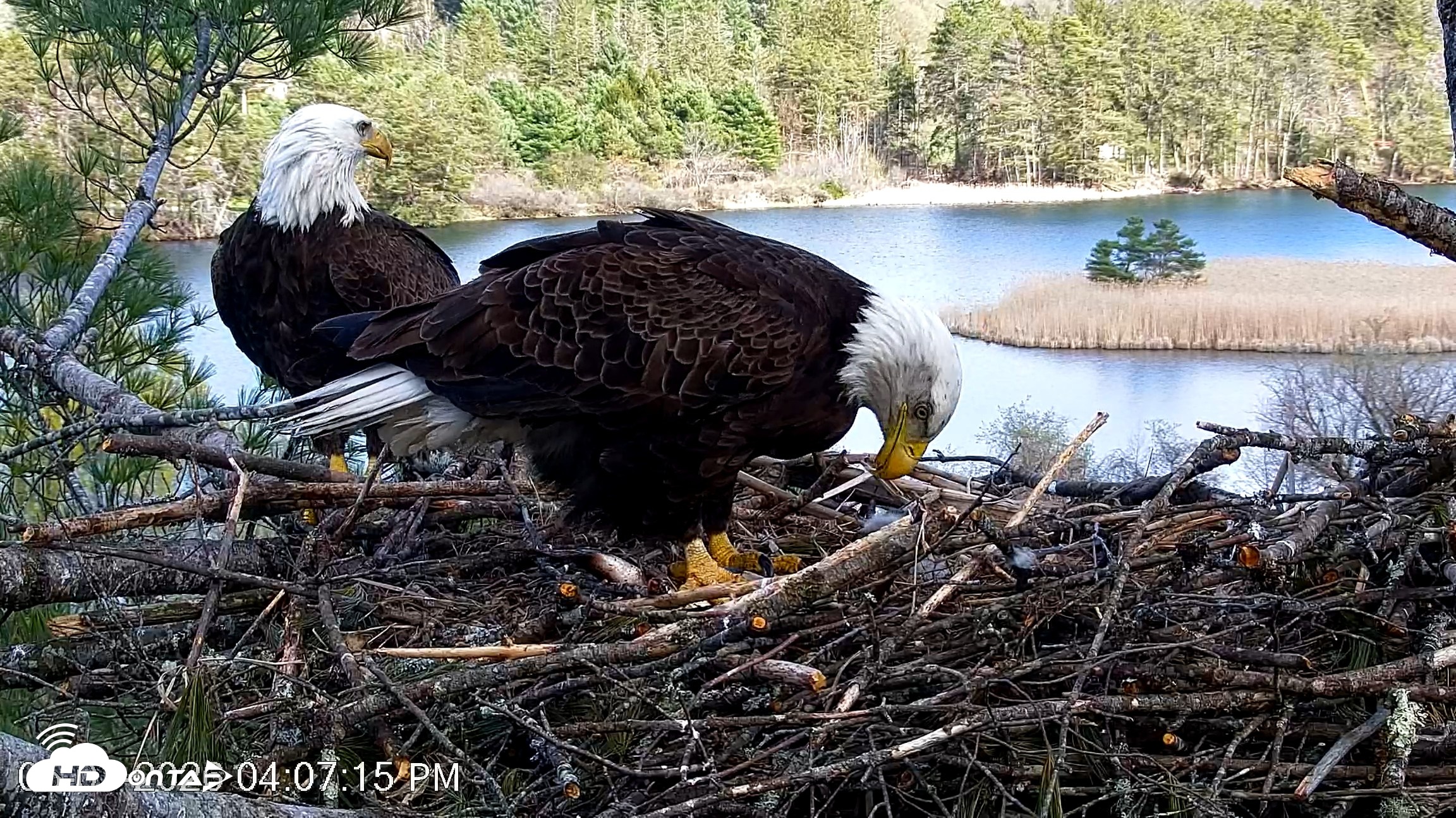 Snapshot of VINS Bald Eagles Nest Live Cams taken May 1, 2026, 4:07pm EDT